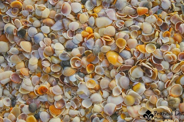 تصوير الماكرو خلفيات سطح المكتب عالية الدقة
