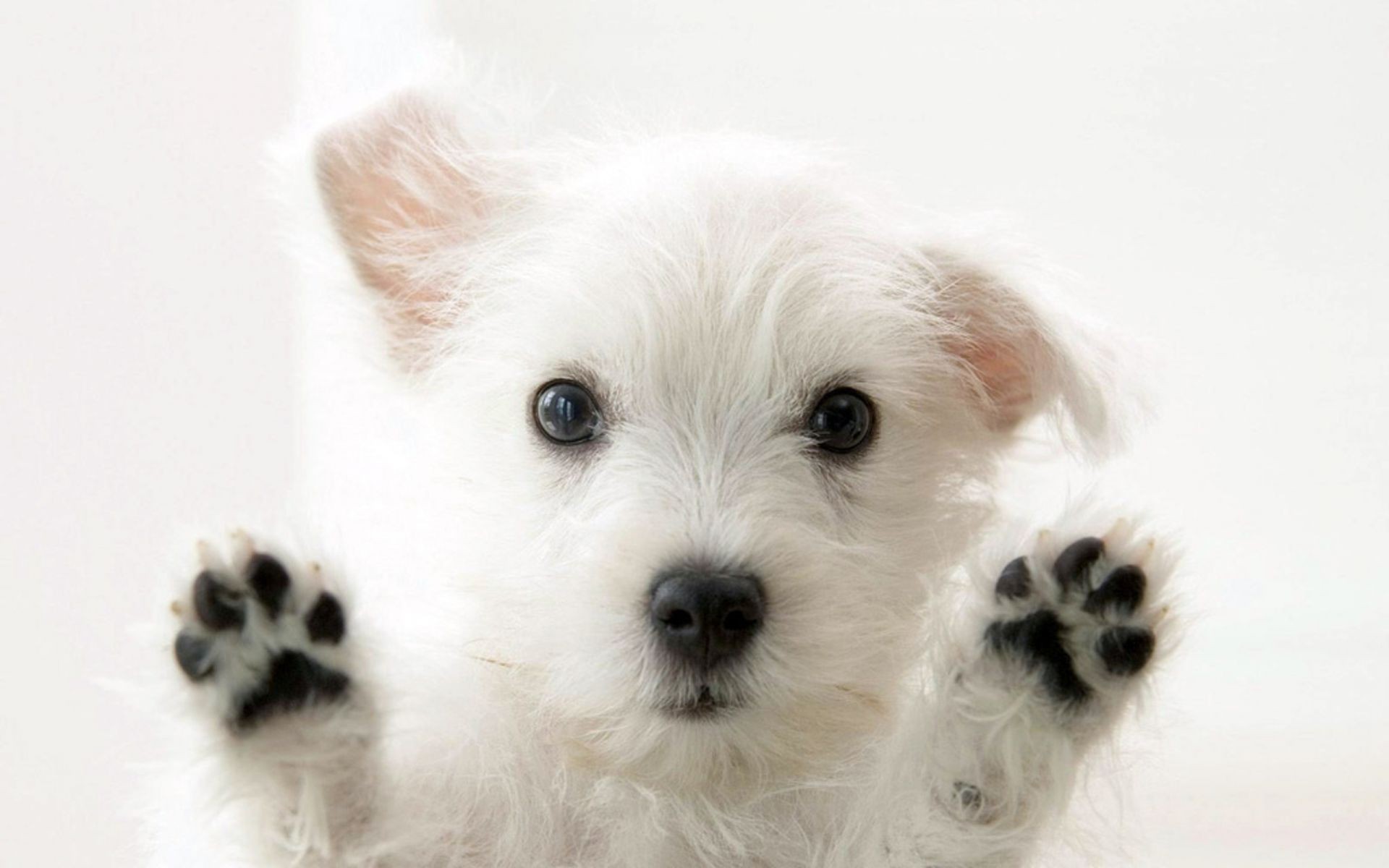 chien chien mignon animal animal mammifère petit chiot portrait cynologue fourrure adorable domestique studio vers le bas