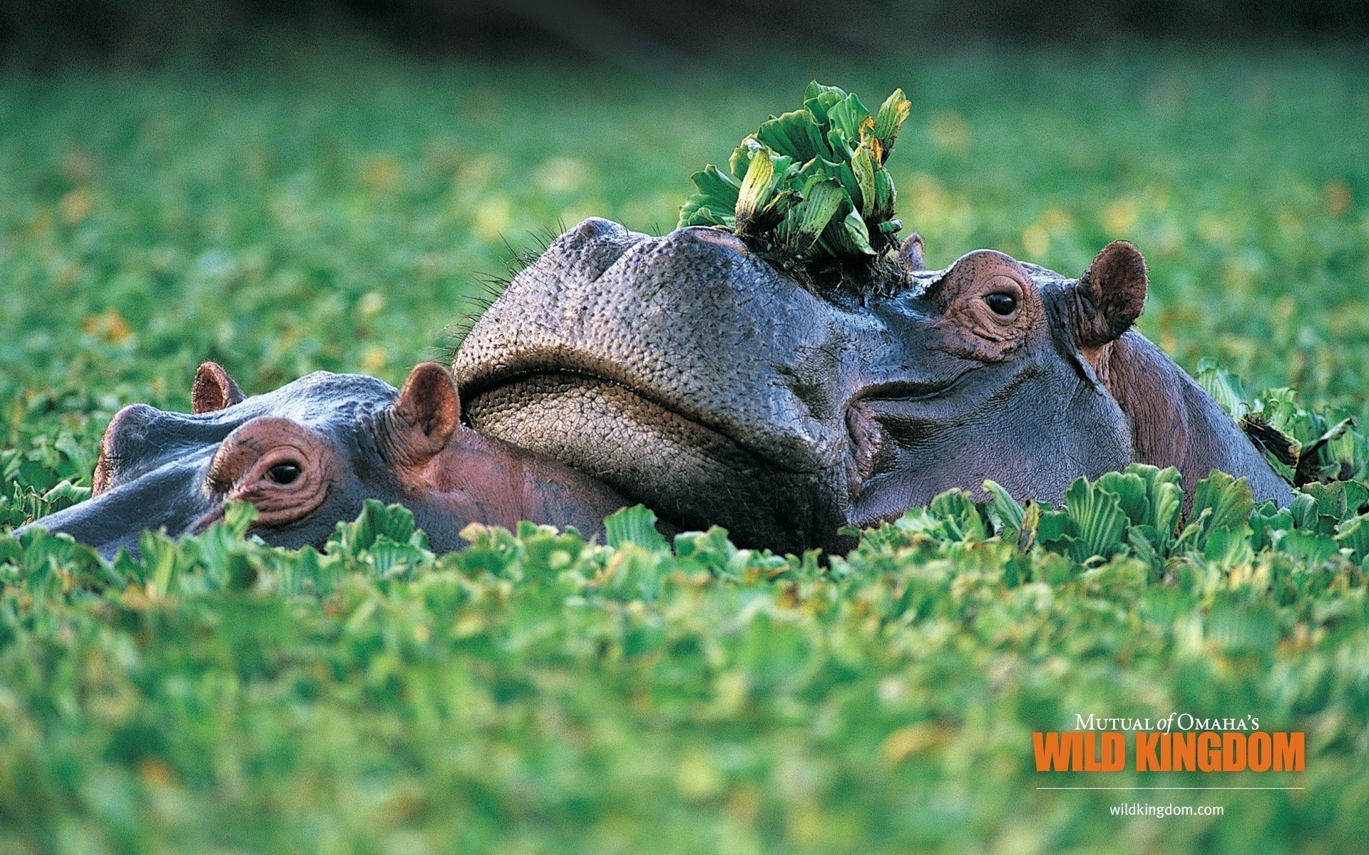 animais natureza animal grama mamífero vida selvagem campo parque ao ar livre bonito fazenda hipopótamo