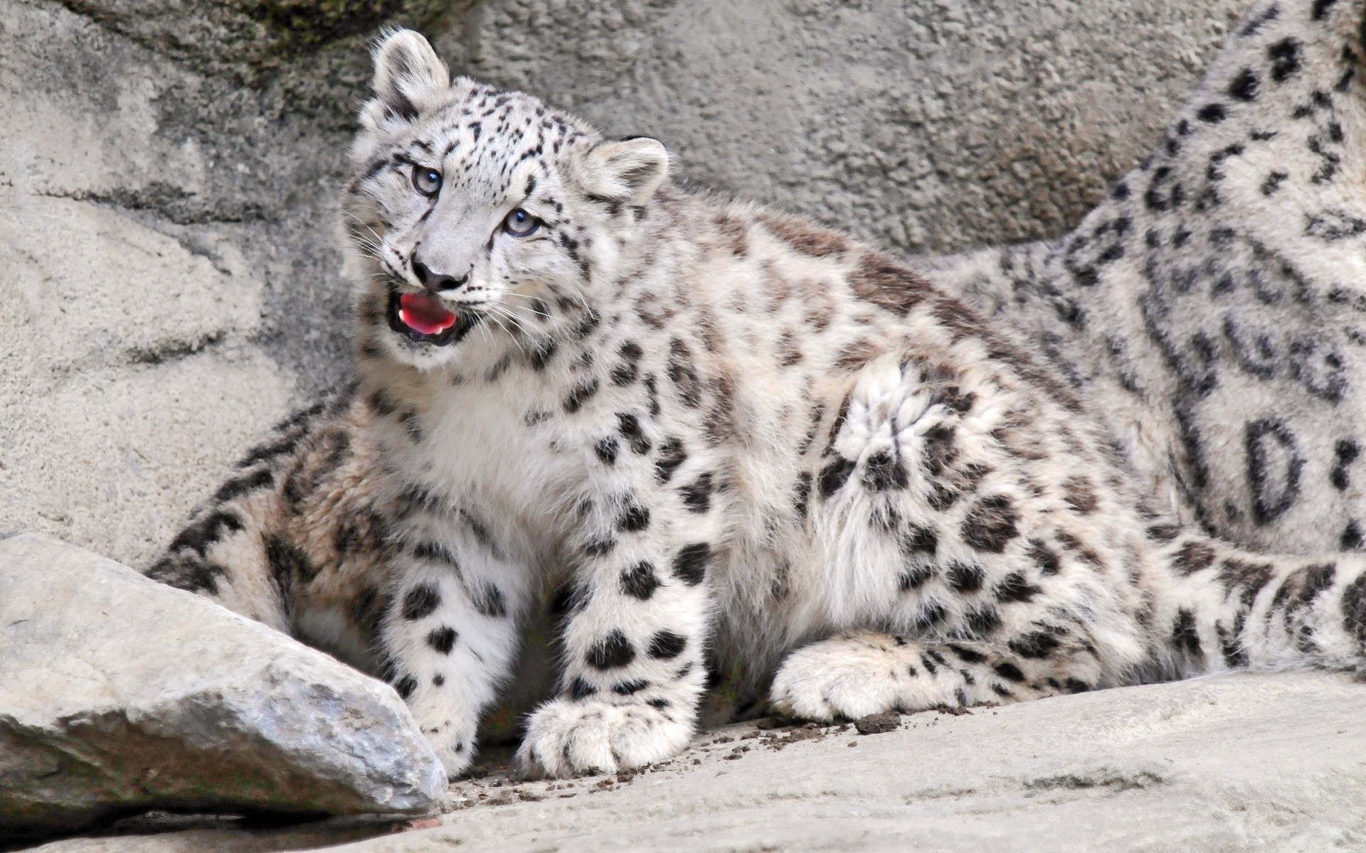 animali fauna selvatica mammifero gatto animale predatore zoo selvaggio grande mangiatore di carne natura pelliccia leopardo cacciatore in via di estinzione safari ritratto brufolo