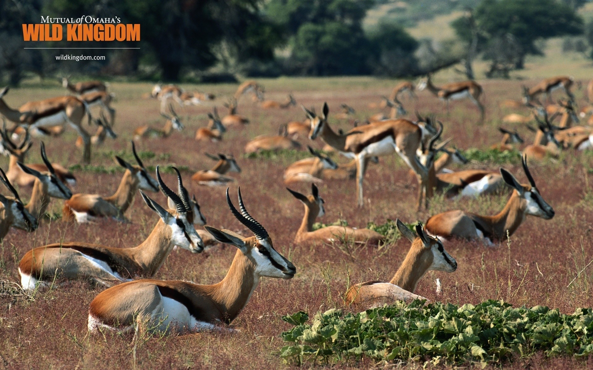 animals wildlife nature outdoors wild animal grass antelope gazelle