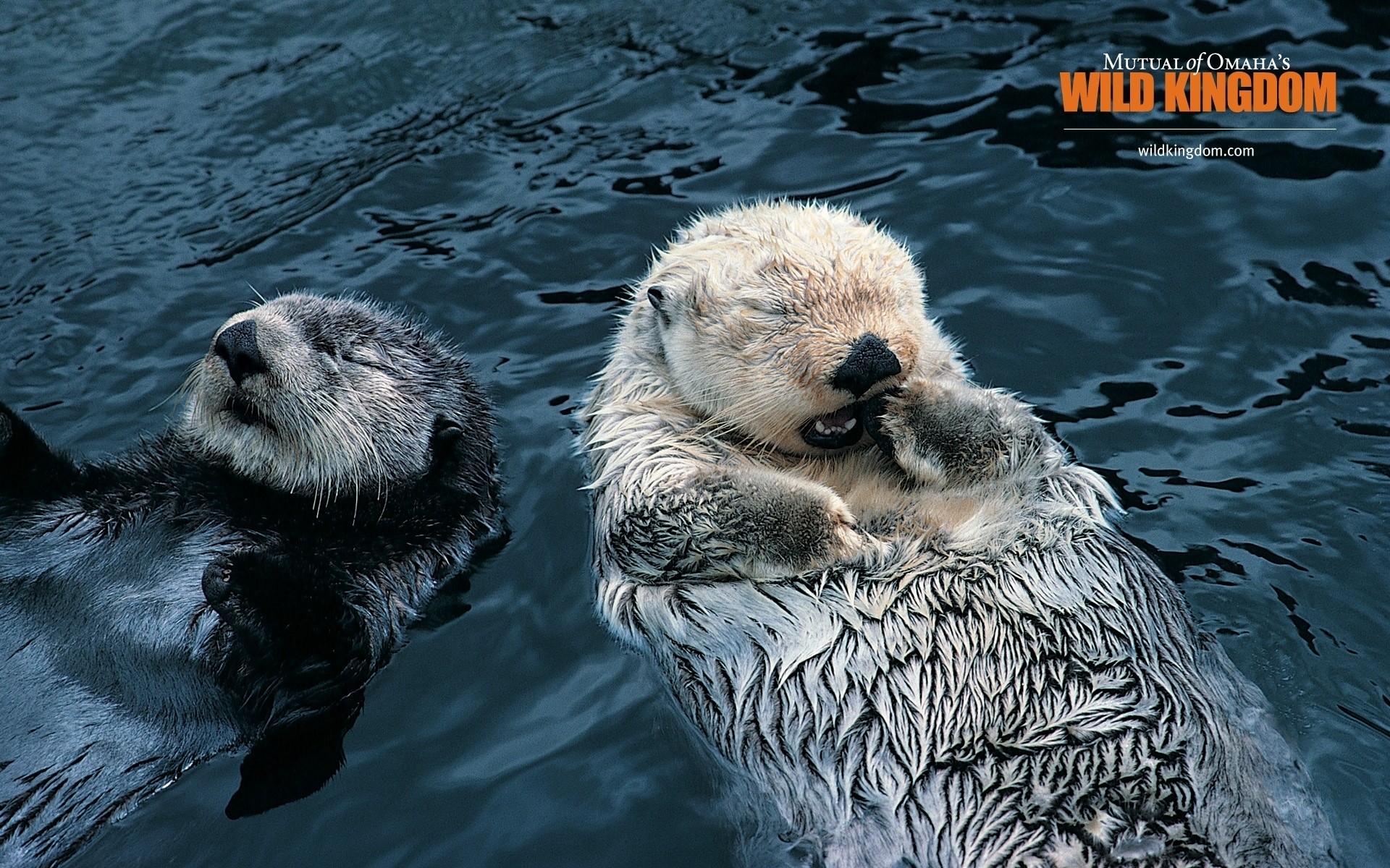 animales agua vida silvestre mamífero naturaleza animal natación zoológico capítulo salvaje río otter
