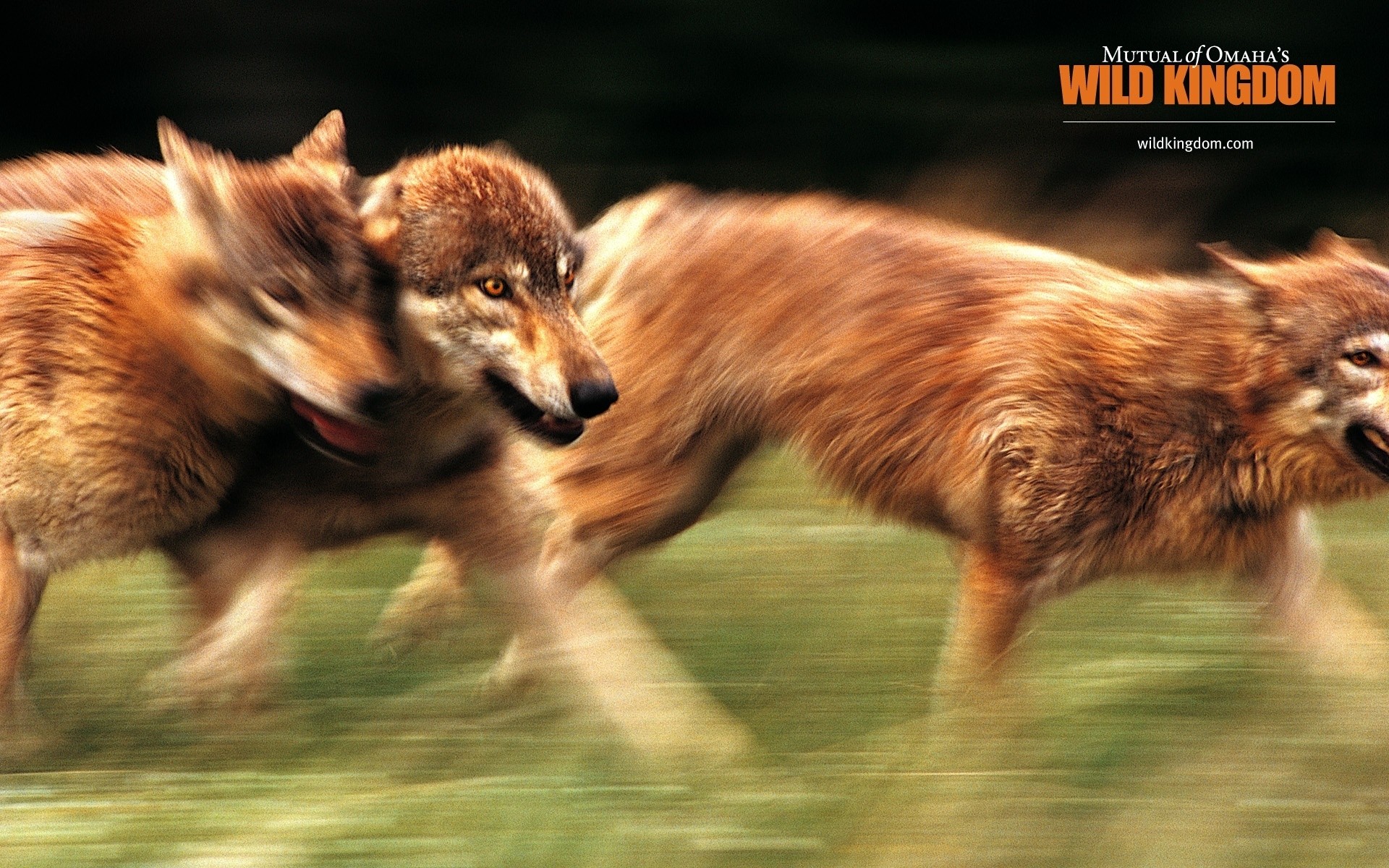 animaux mammifère animal la faune la nature fourrure chien sauvage cynologue mignon à l extérieur herbe jeune animal de compagnie oeil renard loups