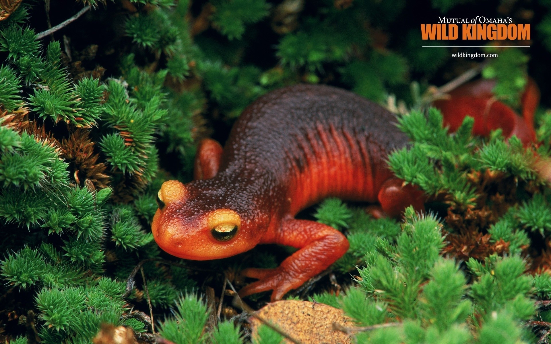 rettili e rane natura all aperto gazebo albero fauna selvatica legno orizzontale biologia salamandra