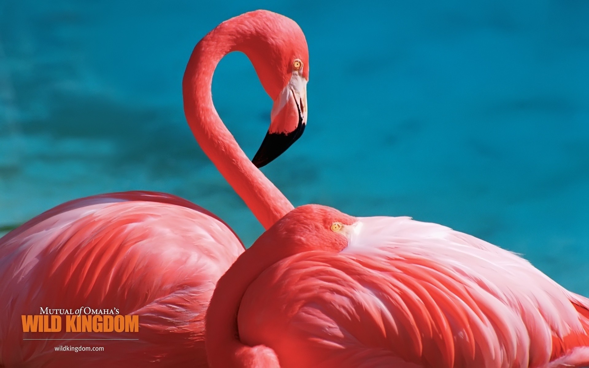 flamingo nature water