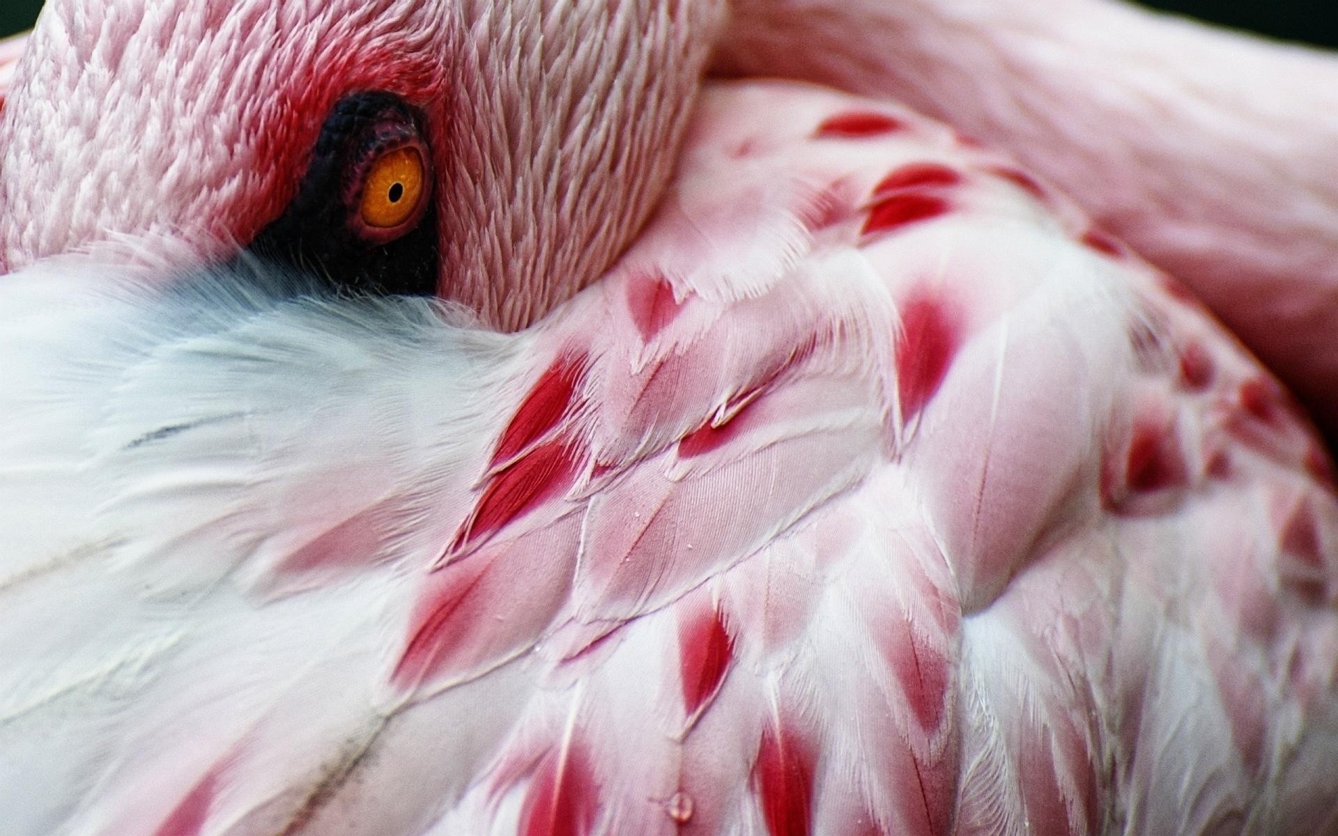 flamingo oiseau animal nature portrait faune zoo plume