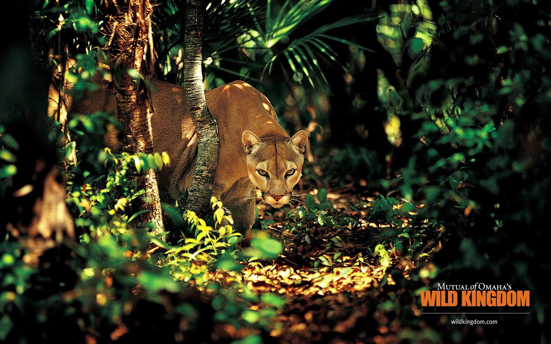 zwierzęta natura drewno kot dzika przyroda na zewnątrz ssak drzewo liść dzikie zwierzę futro dżungla puma