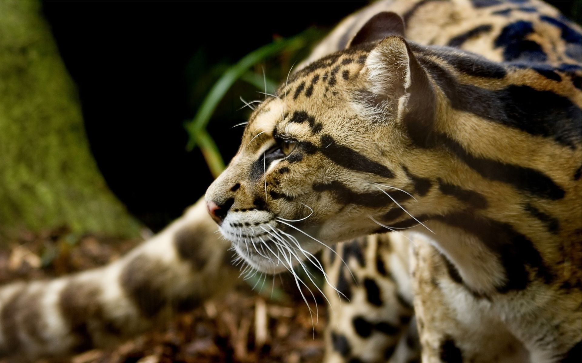 zwierzęta przyroda kot zoo zwierzę ssak tygrys drapieżnik natura dżungla dziki futro safari mięsożerca duży pasek lampart myśliwy agresja polowanie niebezpieczeństwo jaguar
