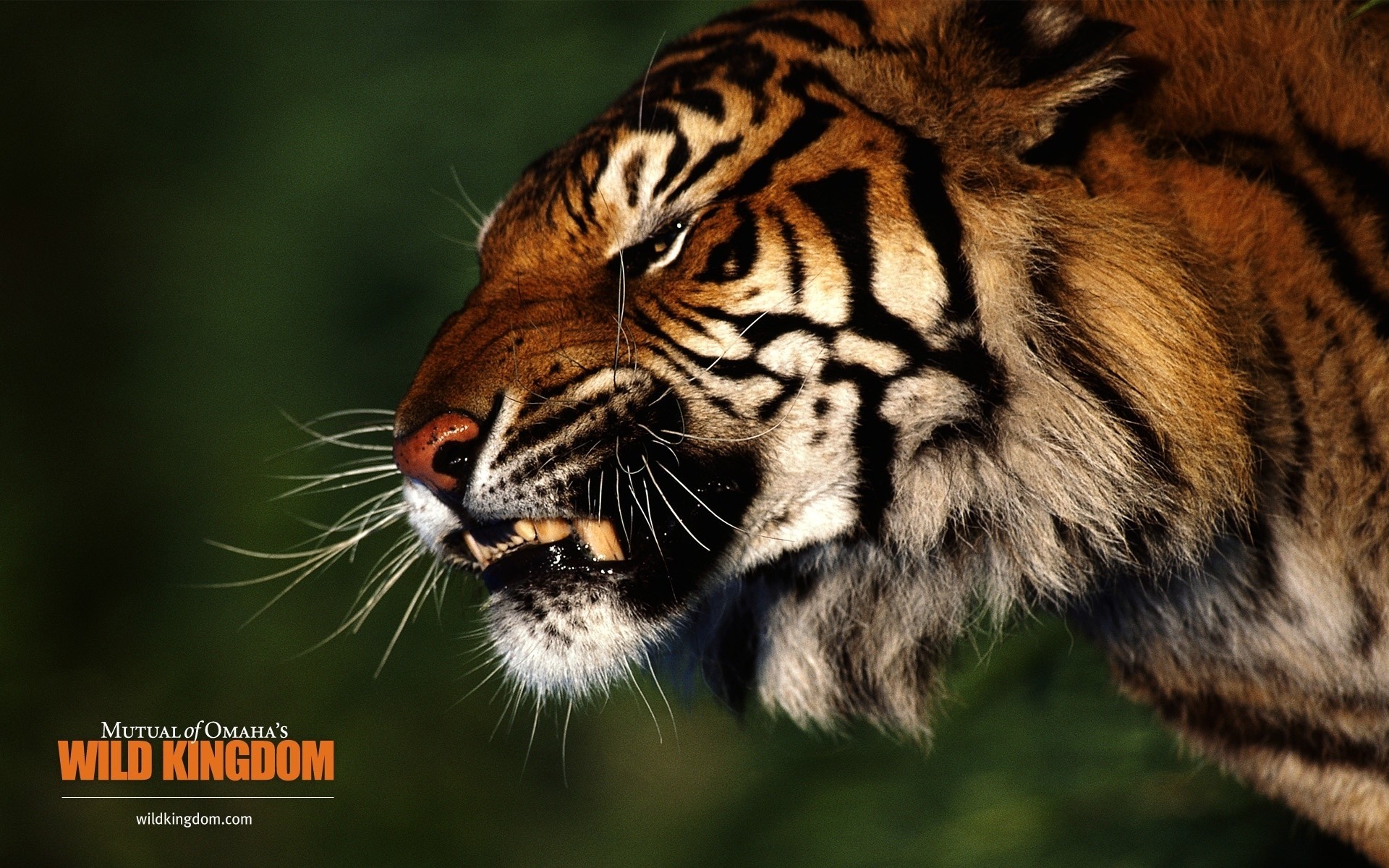 animals wildlife tiger animal cat predator danger stripe staring aggression wild fur angry carnivore hunter jungle nature eye big mammal zoo