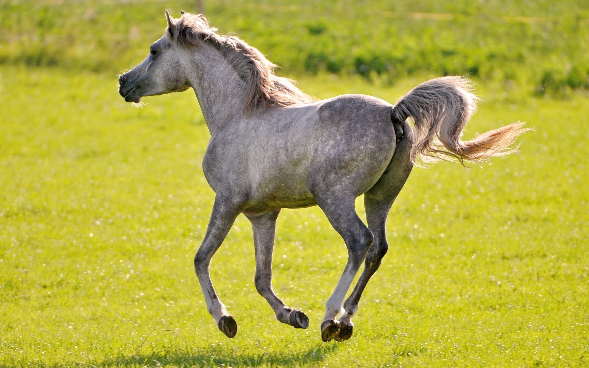 animaux mammifère herbe animal cheval mare manet pâturage cavalerie foin étalon champ faune ferme élevage de chevaux nature animaux vivants rural