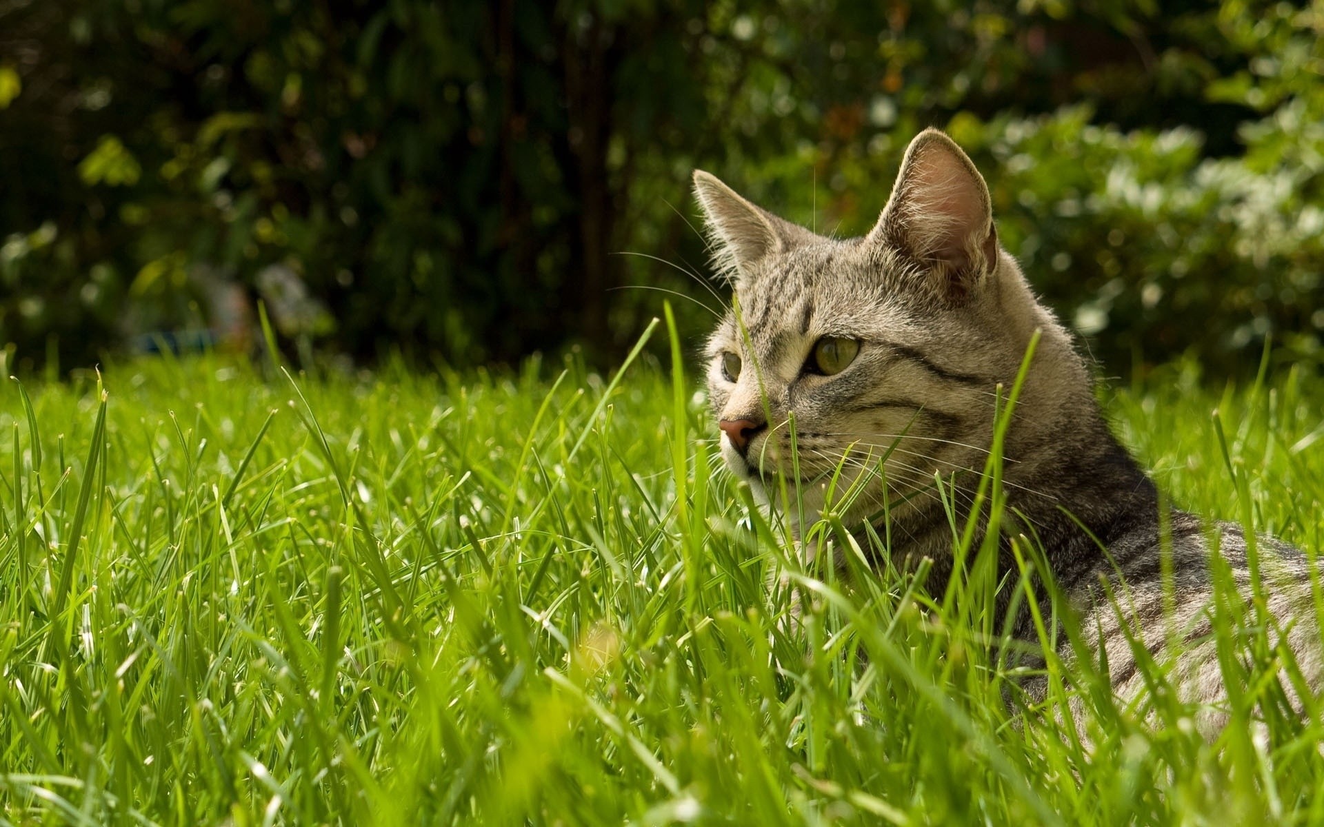 gatos hierba animal gato naturaleza lindo piel joven mamífero mascota al aire libre pequeño heno doméstico retrato gatito campo verano ojo