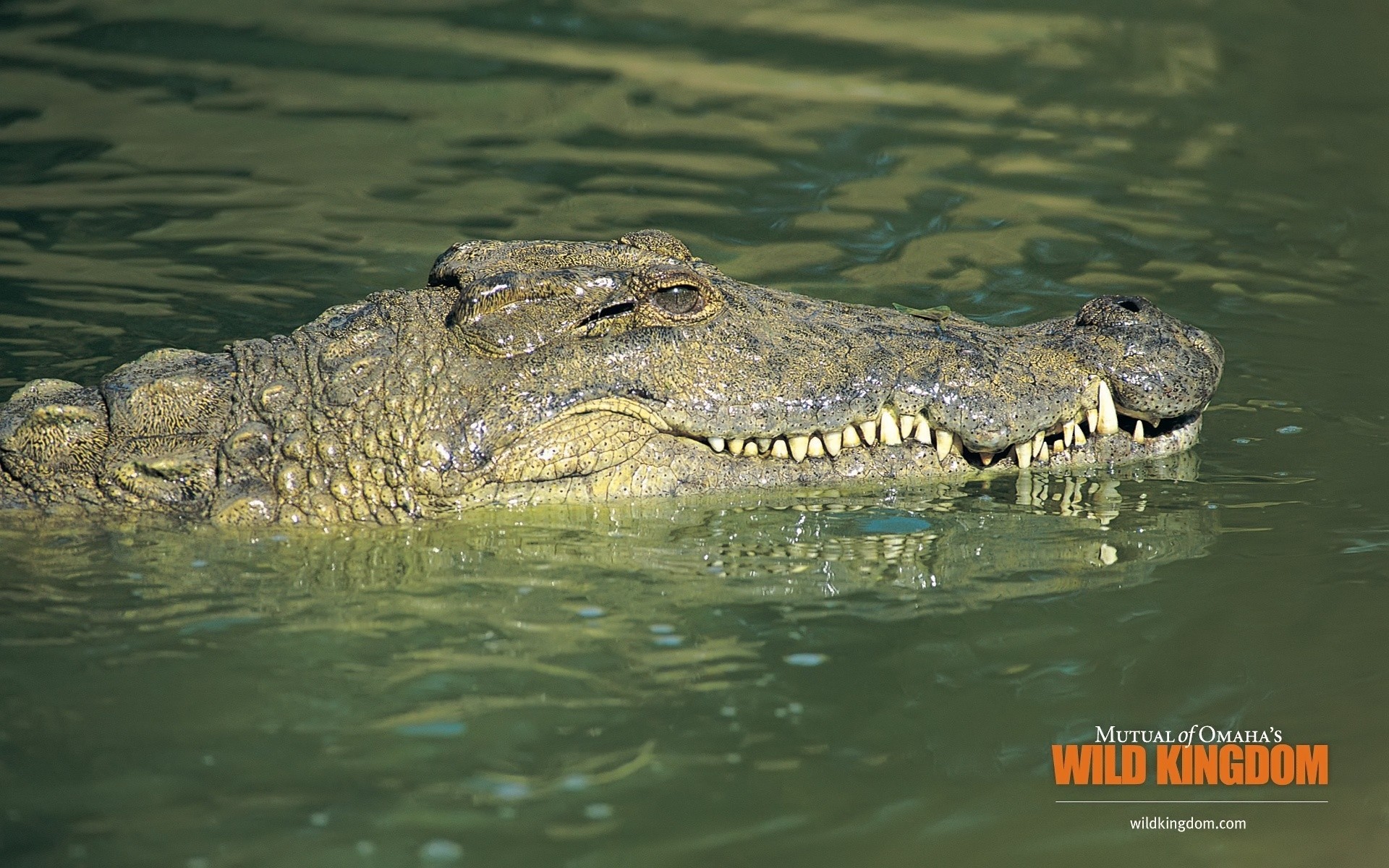 répteis e rãs crocodilo jacaré vida selvagem gadget água perigo natureza selvagem dentes animal natação pântano everglades zonas húmidas rio boca nilo ao ar livre