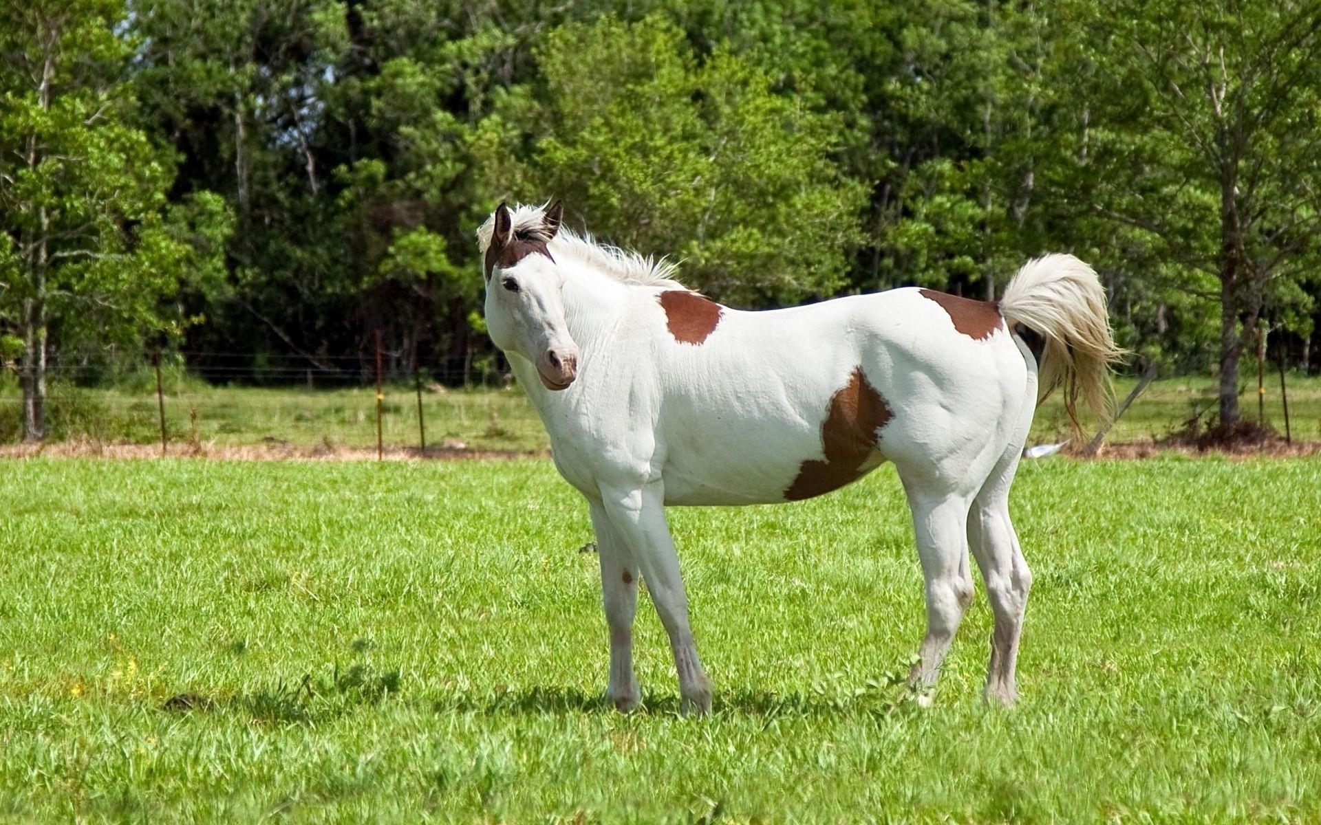 animali mammifero erba fieno fattoria campo animale pascolo rurale cavallo allevamento di cavalli cavalleria mare stallone pascolo agricoltura mane estate natura equestre animali vivi