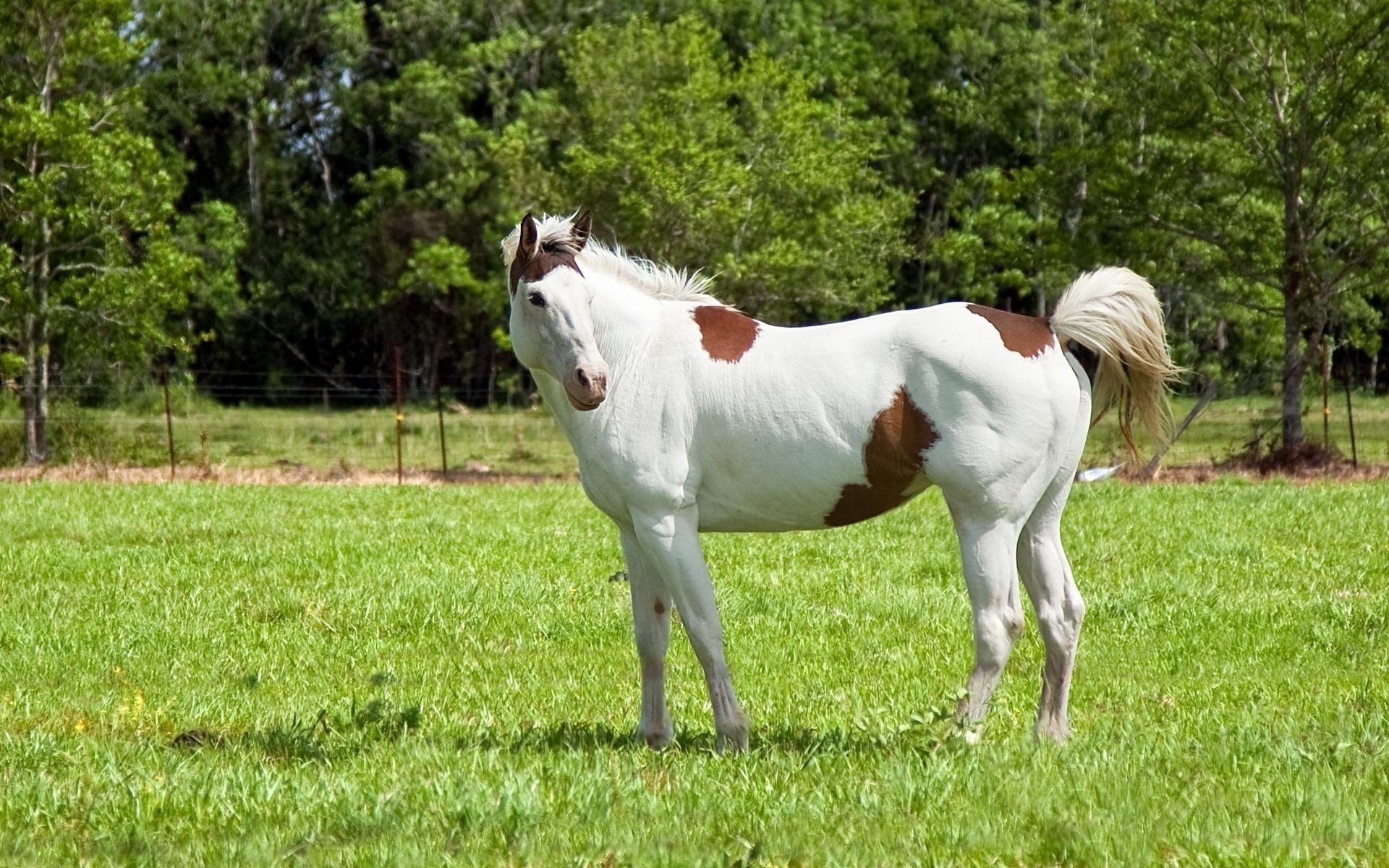 animales mamífero hierba heno granja campo animal pasto rural caballo cría de caballos caballería mare semental pastos agricultura mane verano naturaleza ecuestre animales vivos