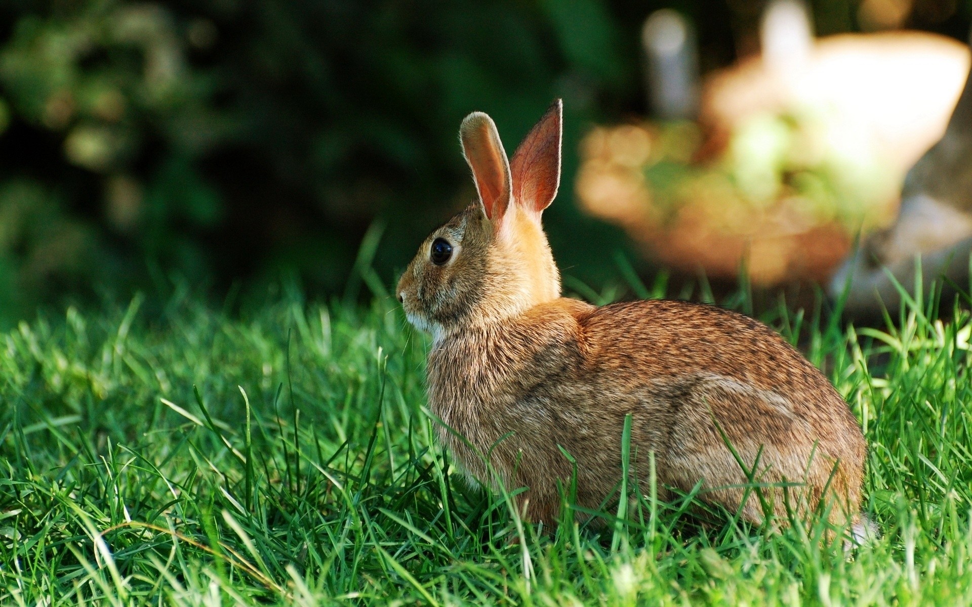 tiere gras kaninchen natur tierwelt tier hase niedlich im freien wenig heuhaufen