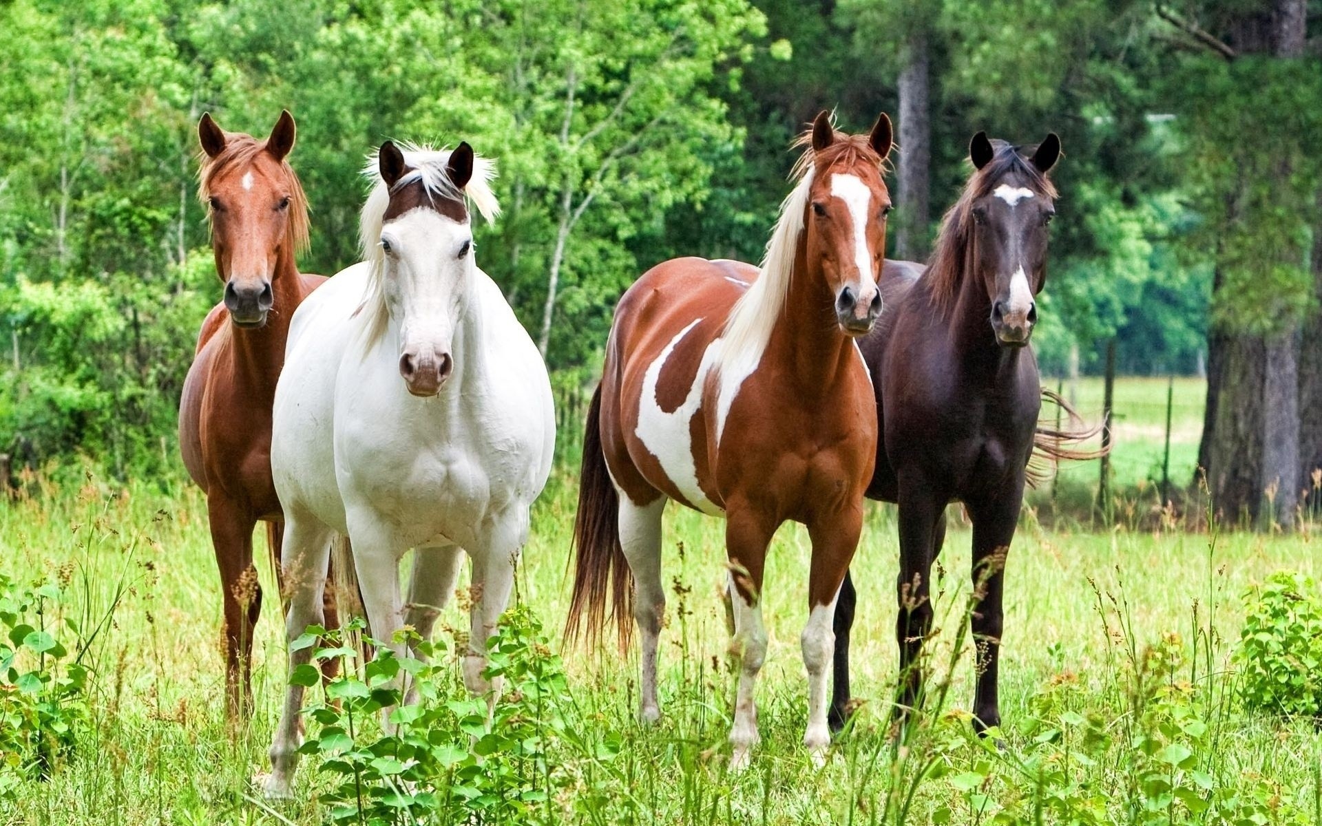animaux cheval mammifère étalon mare élevage de chevaux pâturage foin animal manet ferme herbe cavalerie équestre pur-sang champ châtaignier poney skoko domestique rural