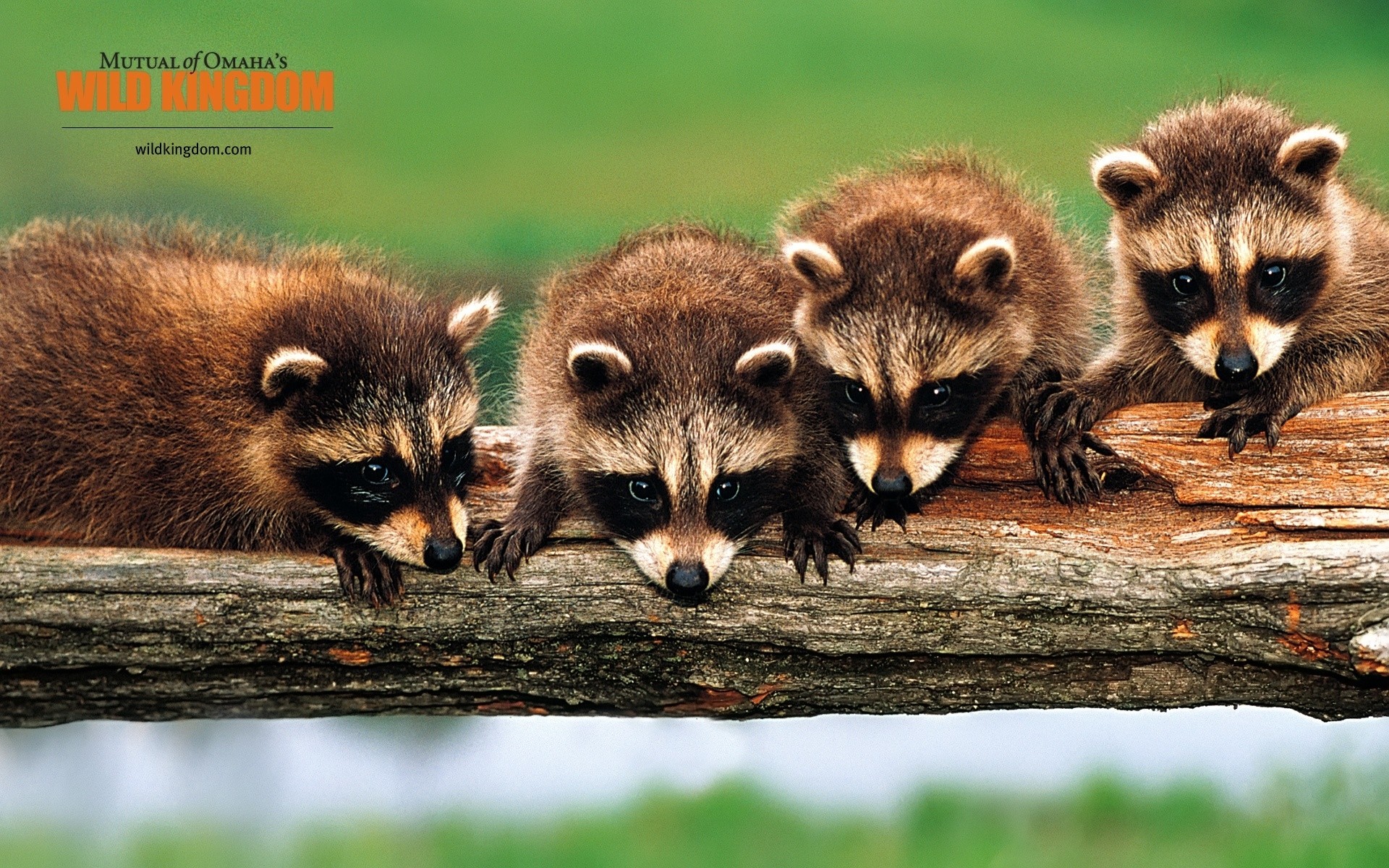 animaux la faune mammifère animal mignon nature raton laveur fourrure sauvage peu aperçu ratons laveurs