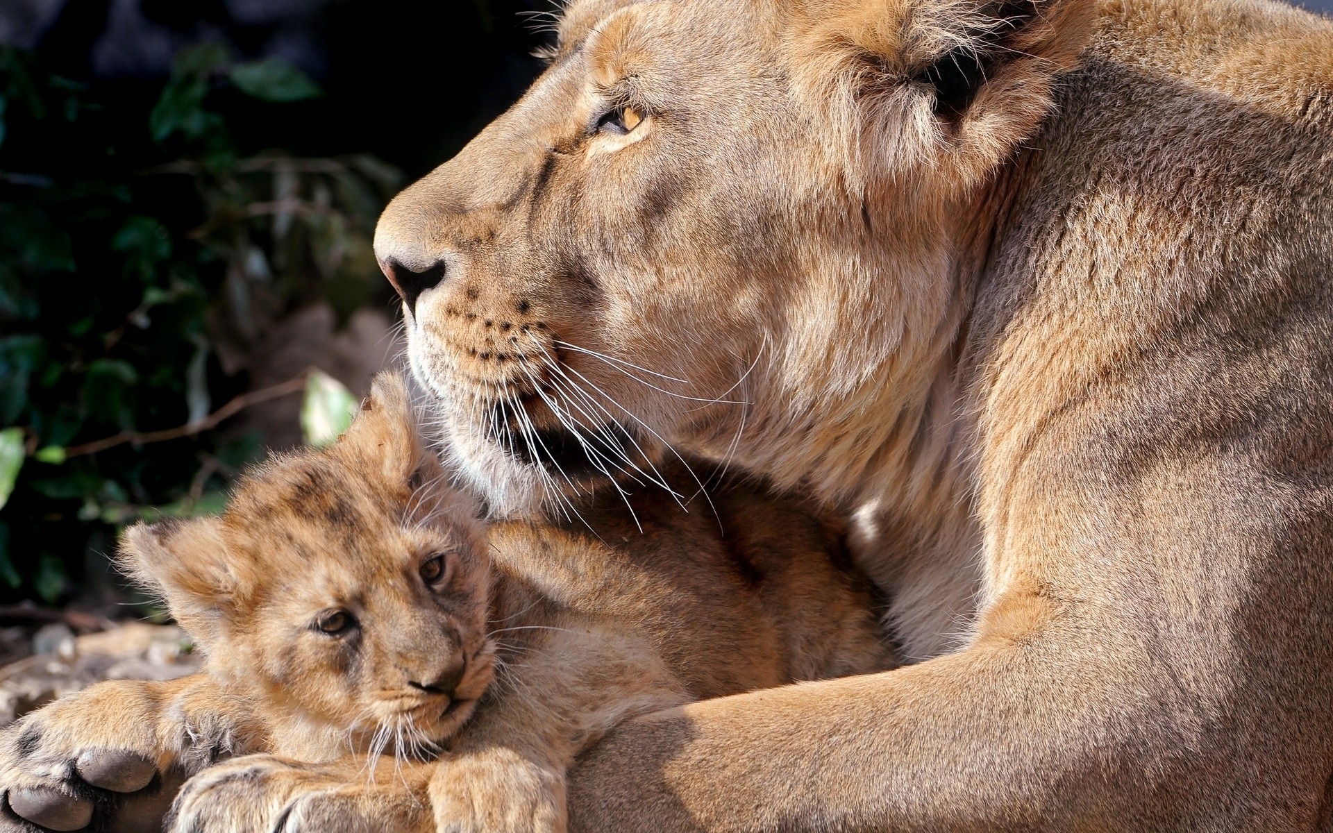 animali gatto mammifero leone fauna selvatica animale predatore zoo mangiatore di carne safari pelliccia selvaggio cacciatore ritratto natura grande occhio pantera pericolo leonessa
