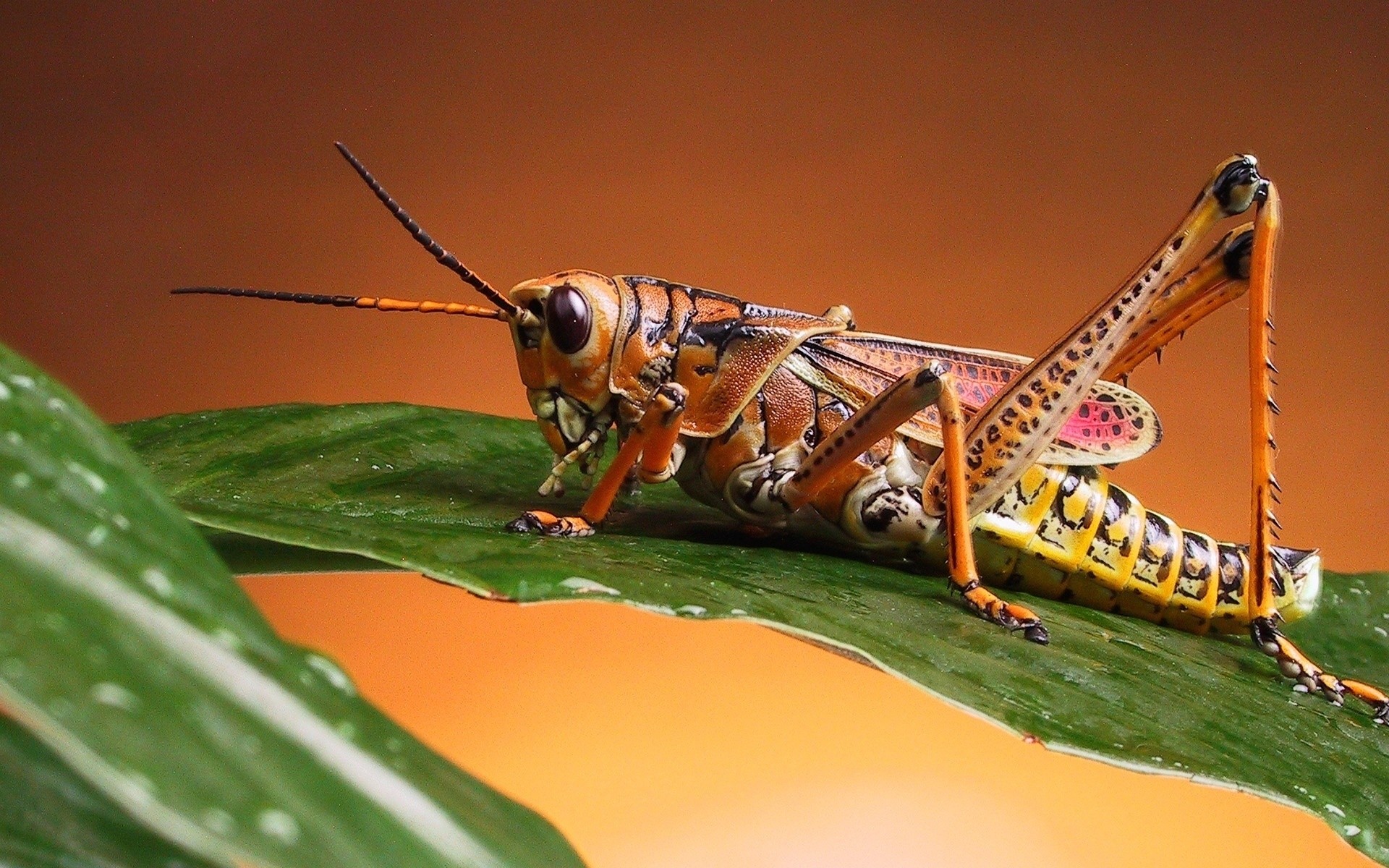 insects insect invertebrate wildlife animal antenna nature grasshopper one outdoors fly