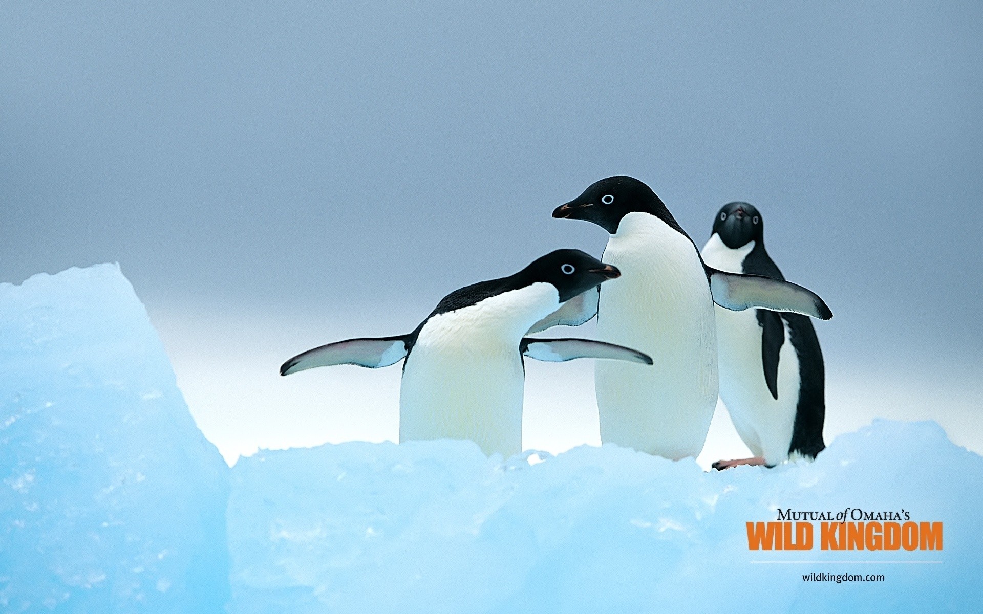 пингвины на глыбе льда бесплатно