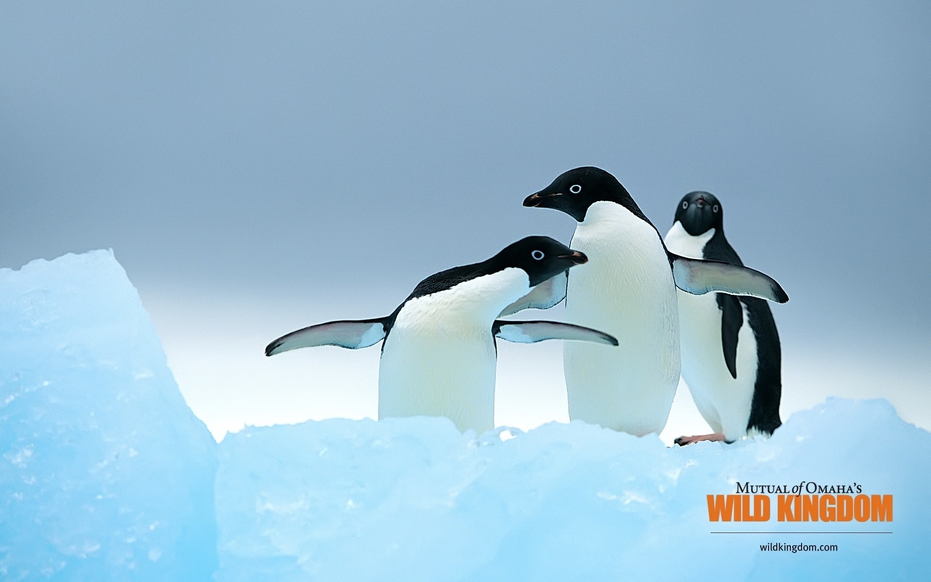 animali fauna selvatica gelido pinguini neve ghiaccio uccello natura inverno freddo all aperto iceberg sott acqua acqua vista laterale orizzontale nuoto animale frenato