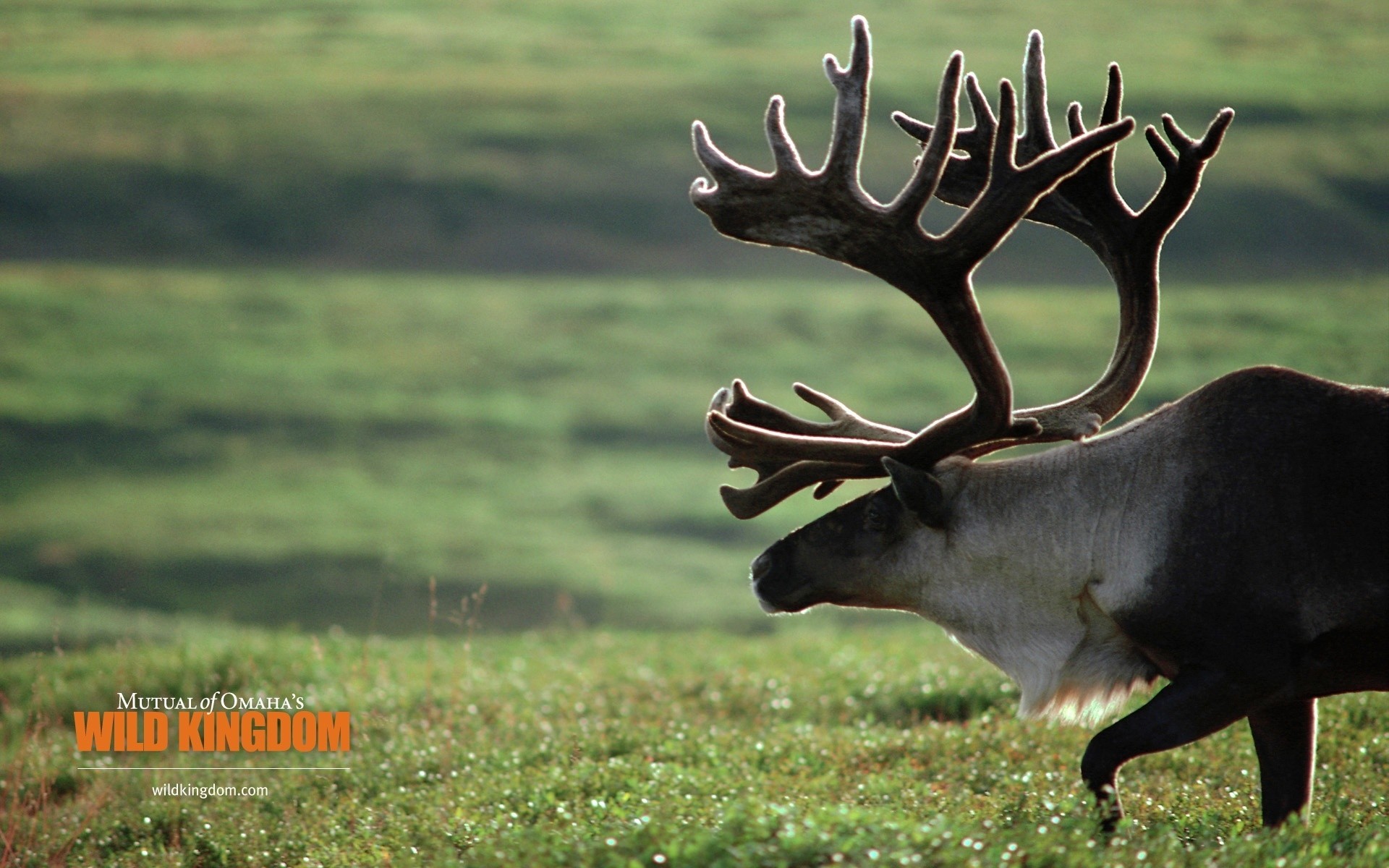 tiere hirsch gras tierwelt säugetier geweih natur tier elch junggesellenabschied im freien feld casablanca