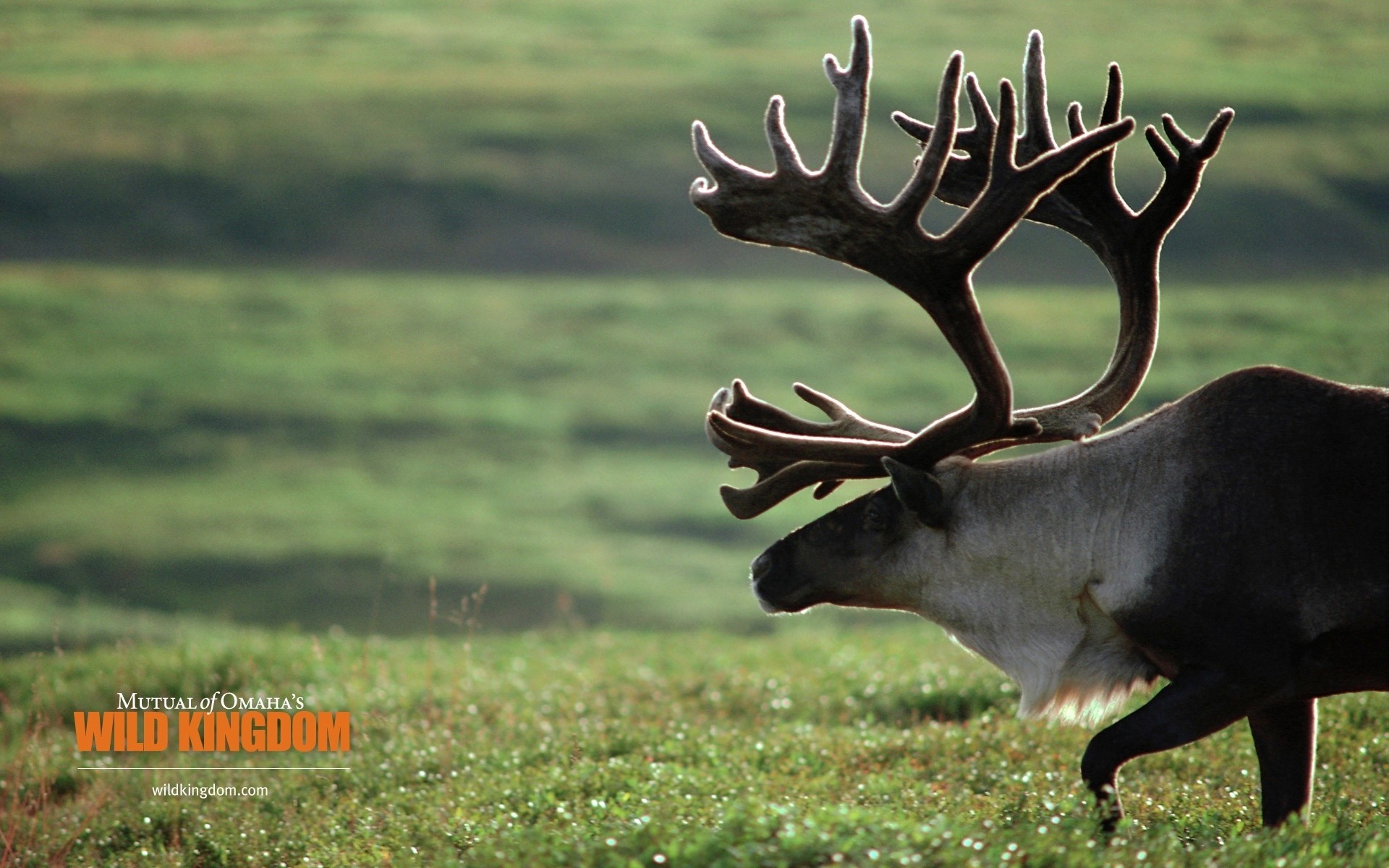 animaux cerf herbe faune mammifère panthère nature animal elk enterrement de vie de garçon à l extérieur champ casablanca