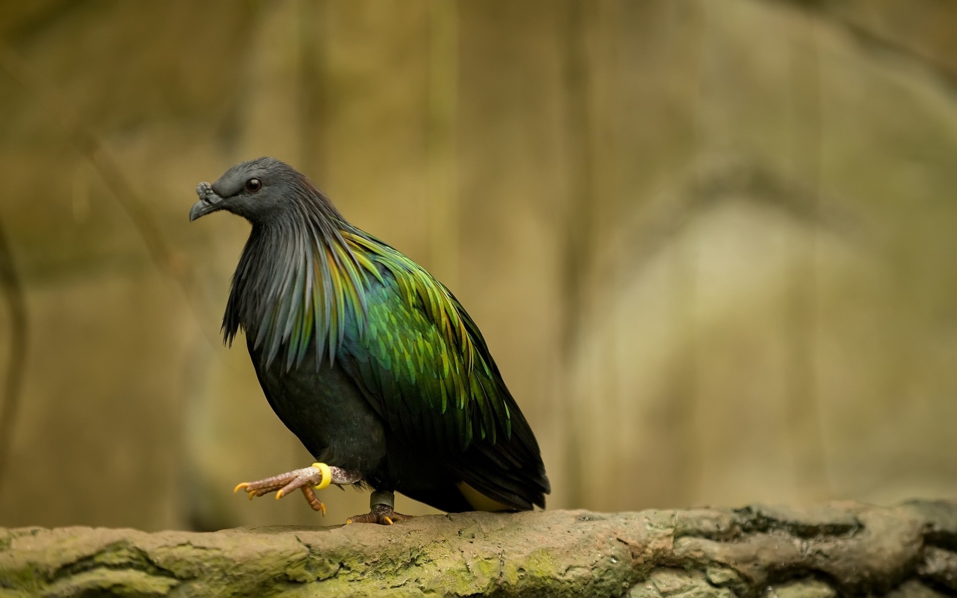 vögel vogel tierwelt natur tier wild im freien