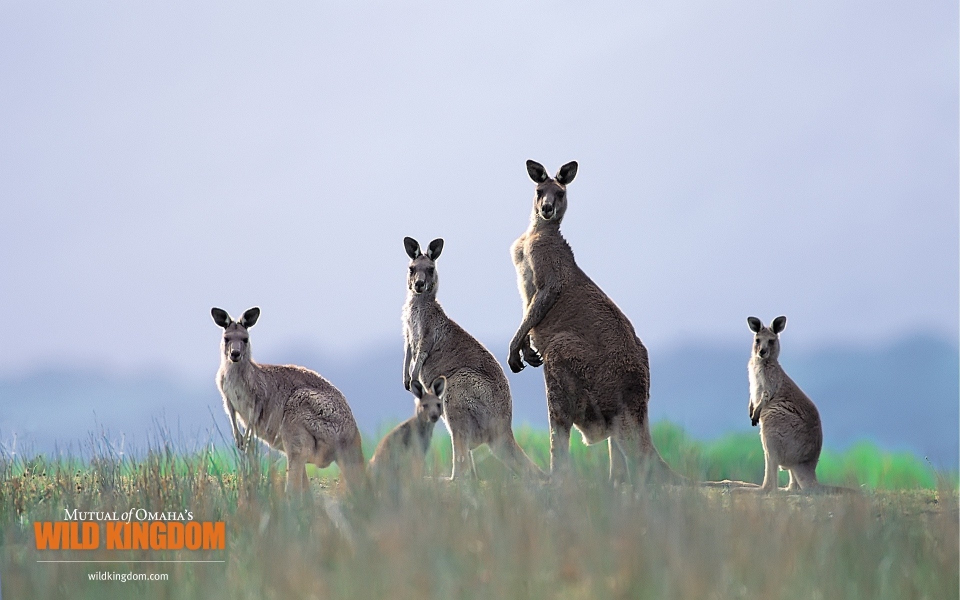 animales mamífero vida silvestre hierba animal naturaleza lindo salvaje al aire libre canguro campo