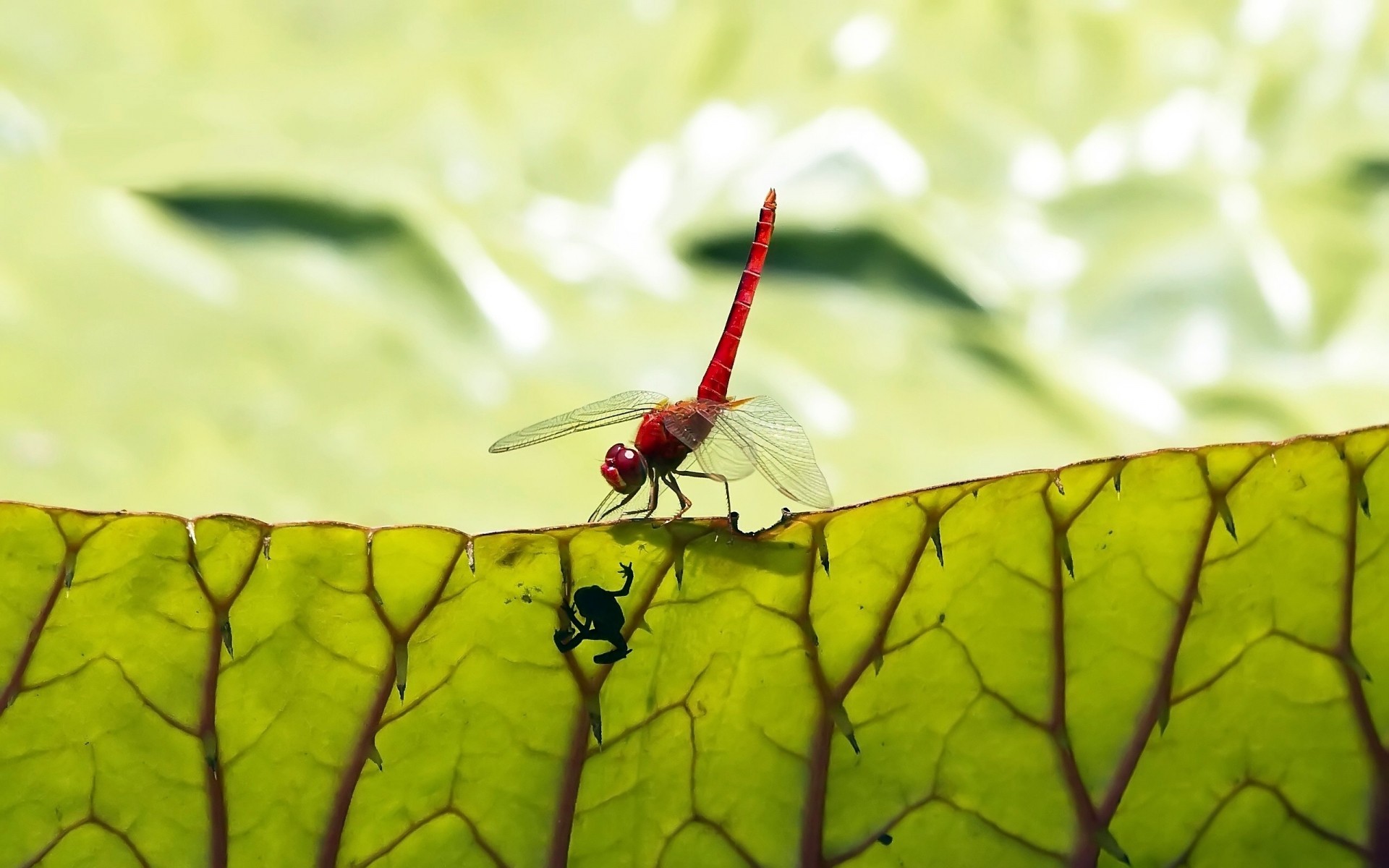 insekten insekt natur blatt flora garten sommer schließen desktop farbe tier fliegen