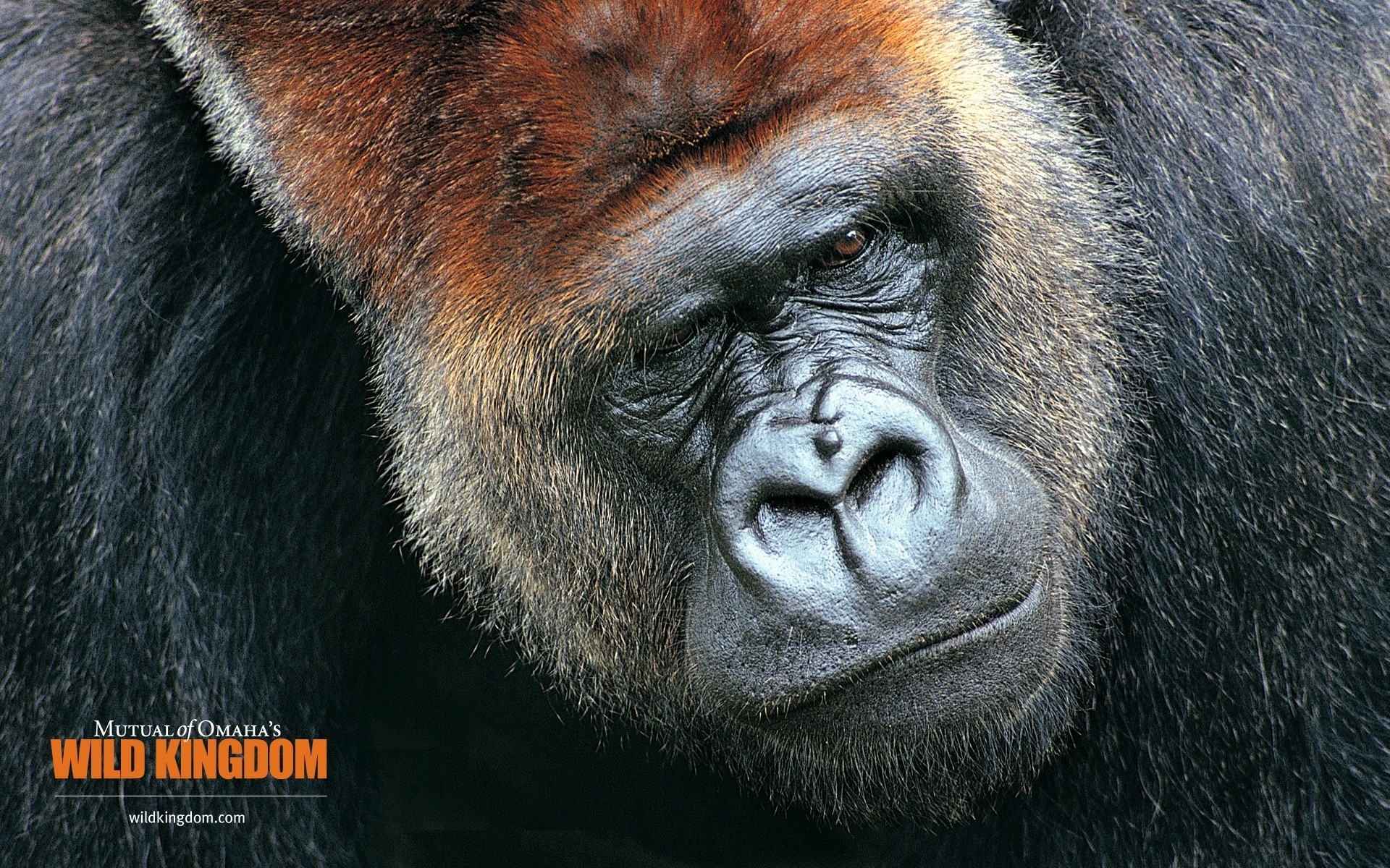 tiere tierwelt säugetier krümmen vorsteher tier zoo fell wild affe gorilla porträt groß behaart