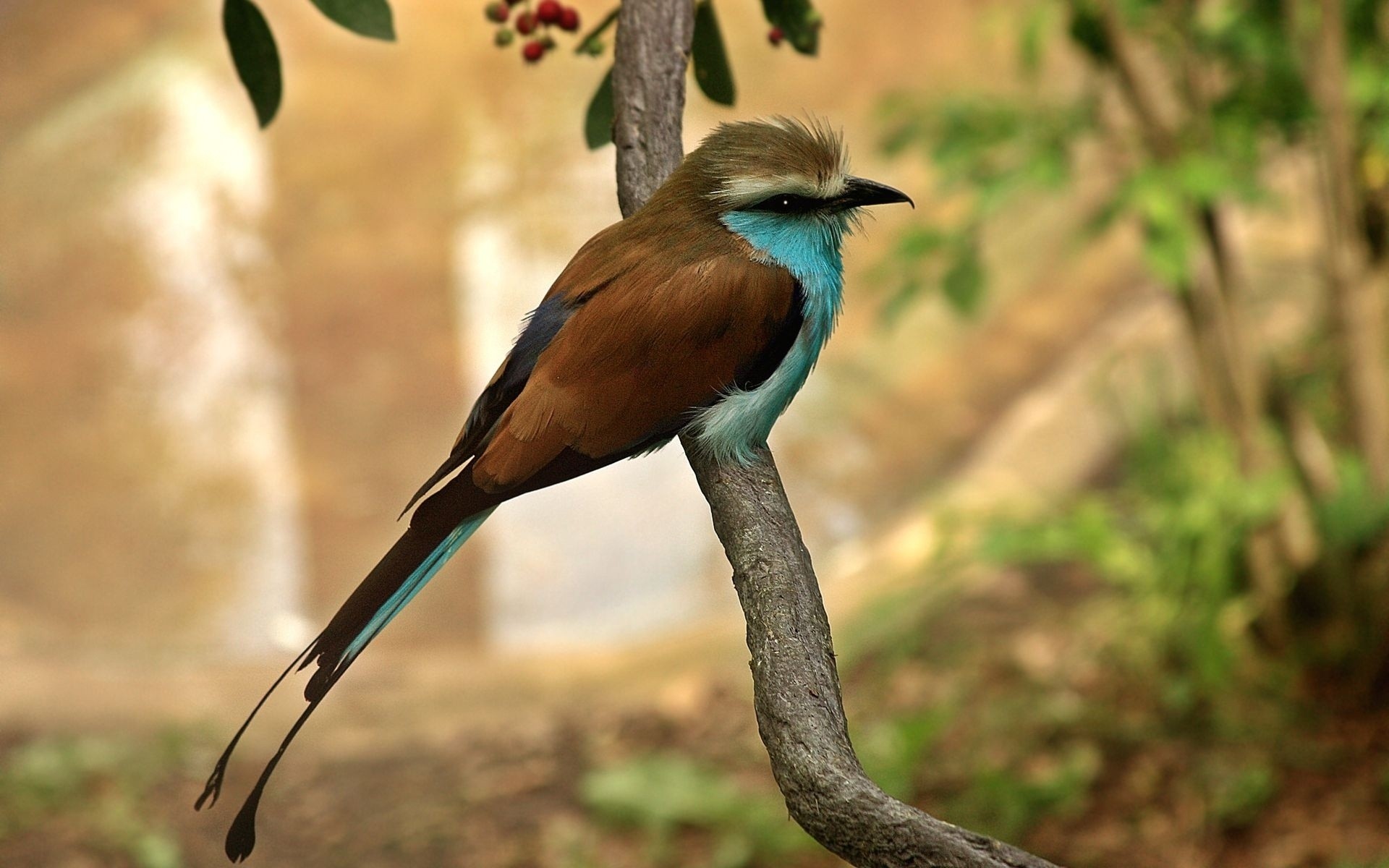 oiseaux oiseau faune nature animal sauvage en plein air parc bec plume avian