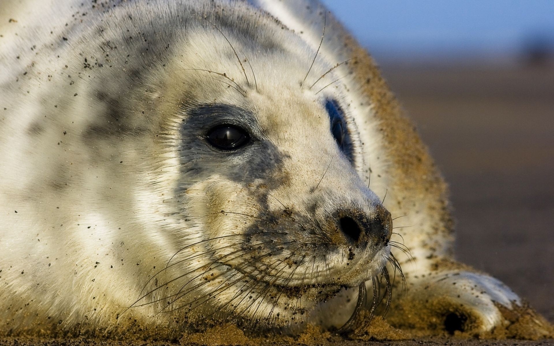 animales mamífero vida silvestre animal naturaleza mar sello zoológico océano retrato salvaje playa agua depredador