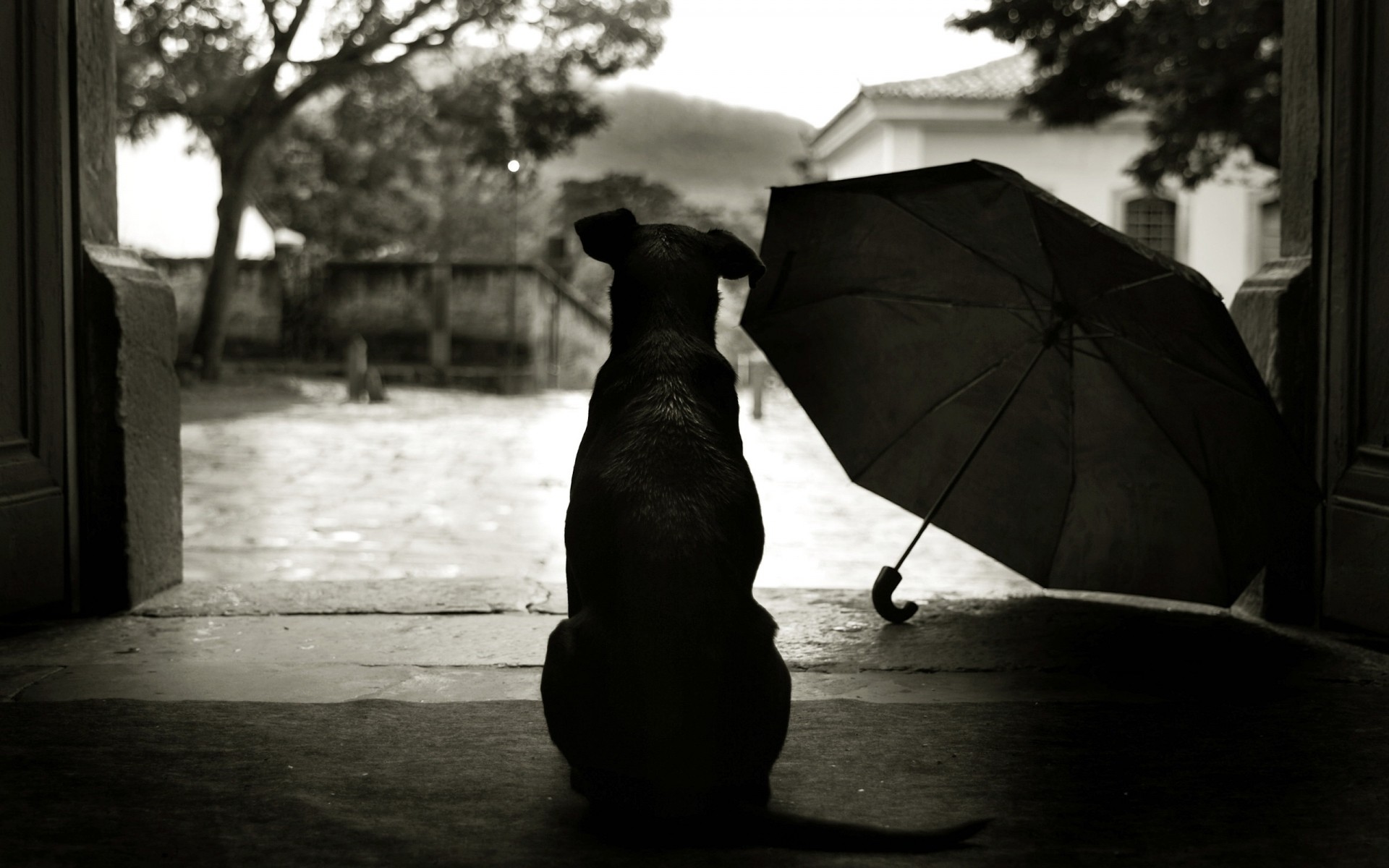 cães monocromático cão silhueta sombra rua guarda-chuva sozinho praia preto e branco homem chuva mamífero adulto mono água