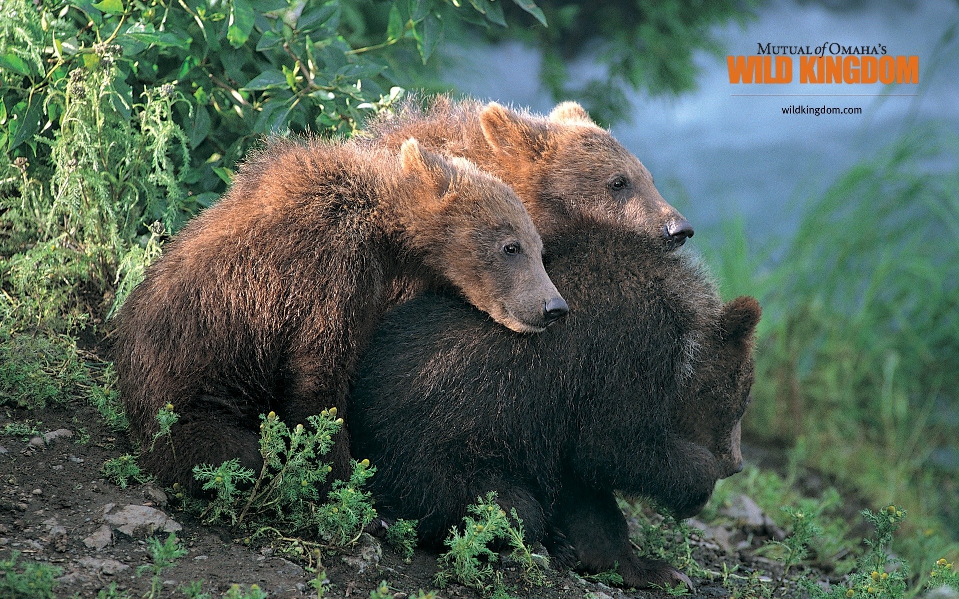 animais vida selvagem mamífero ao ar livre natureza selvagem grama animal pele madeira ursos