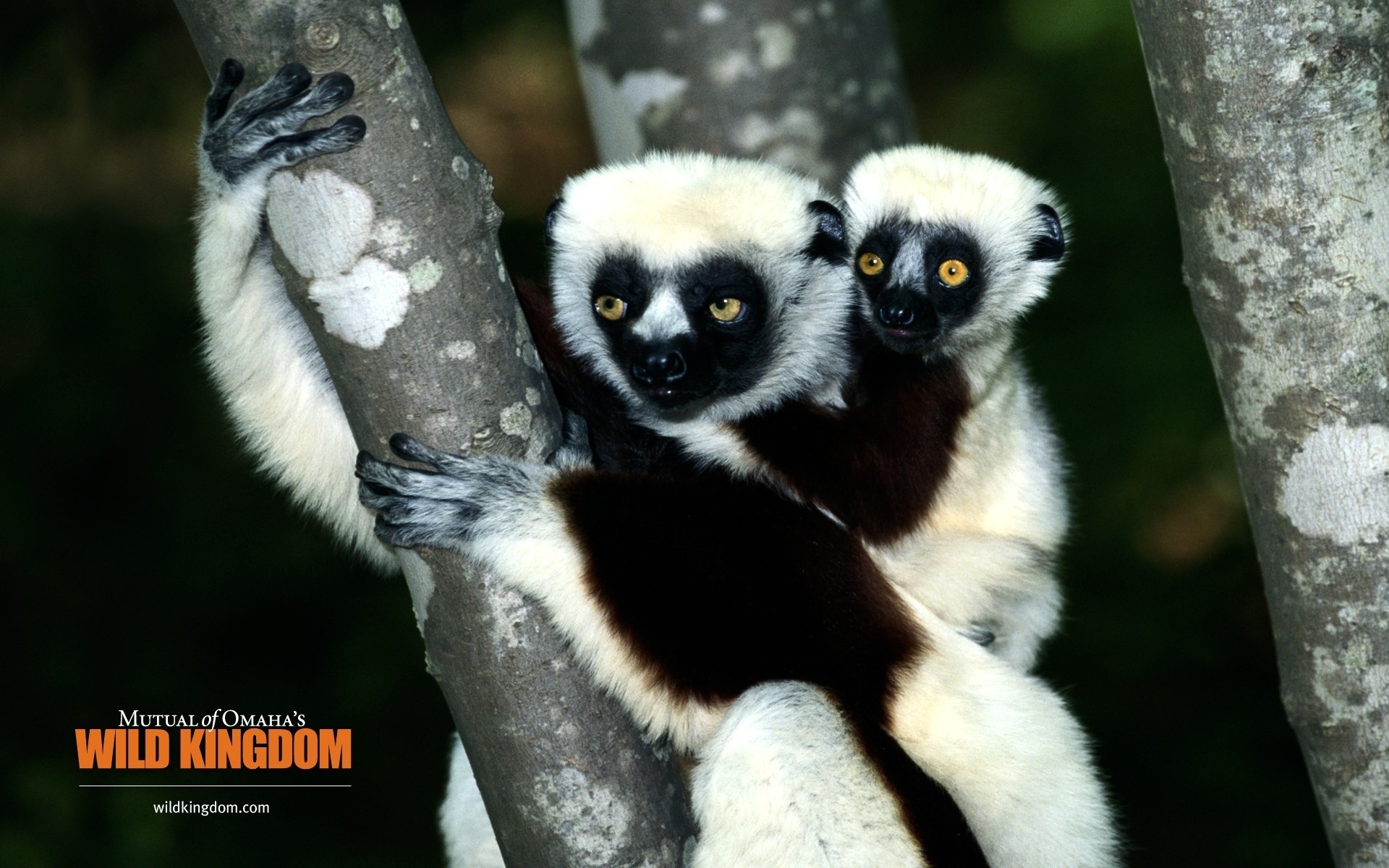 hayvanlar yaban hayatı doğa hayvan primat vahşi lemur memeli açık havada sevimli hayvanat bahçesi maymun