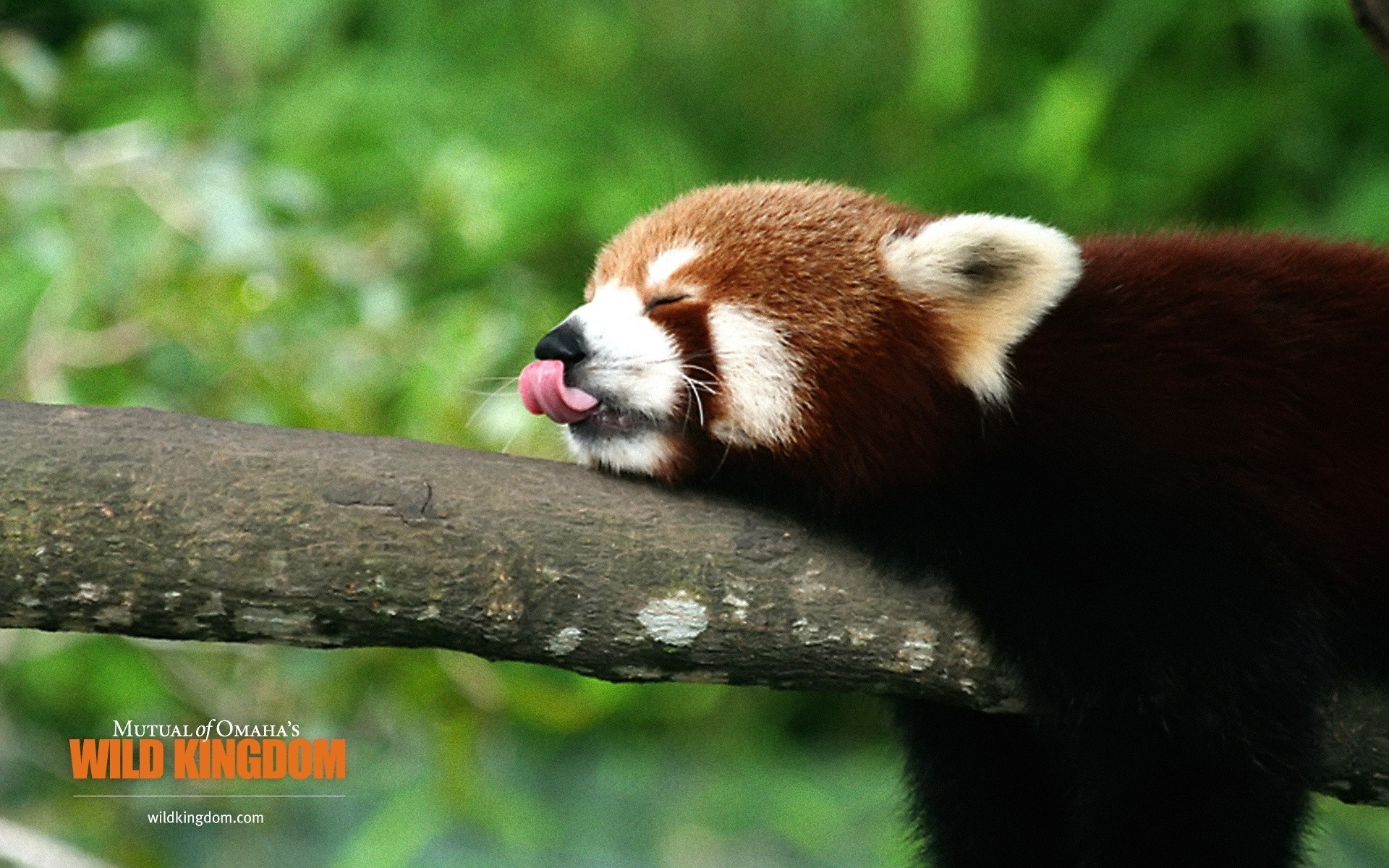 animales vida silvestre naturaleza al aire libre mamífero lindo animal pelaje pequeño salvaje zoológico madera especie en peligro de extinción firecat