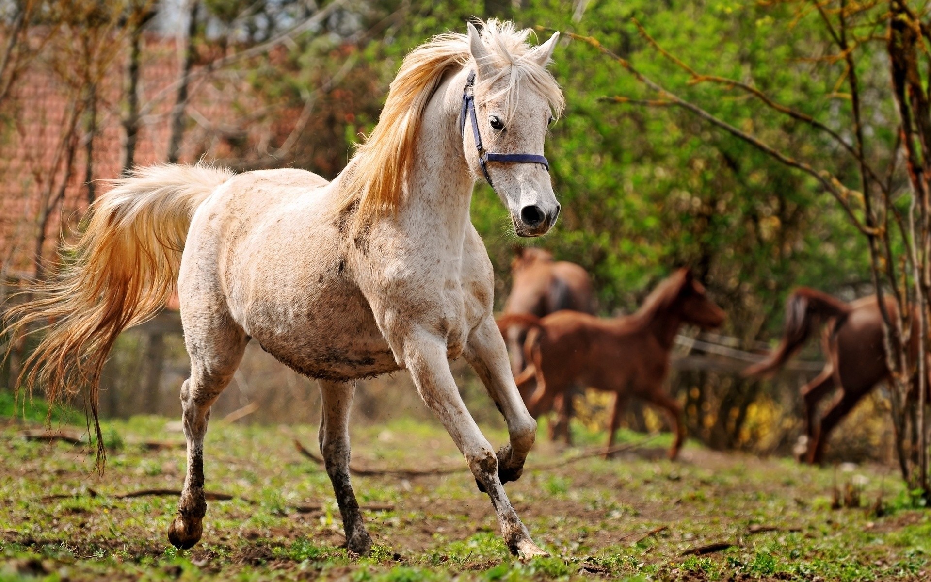 animais mamífero cavalaria animal mare cavalo garanhão manet criação de cavalos grama equestre pônei pasto fazenda campo vida selvagem natureza gado selvagem potro feno