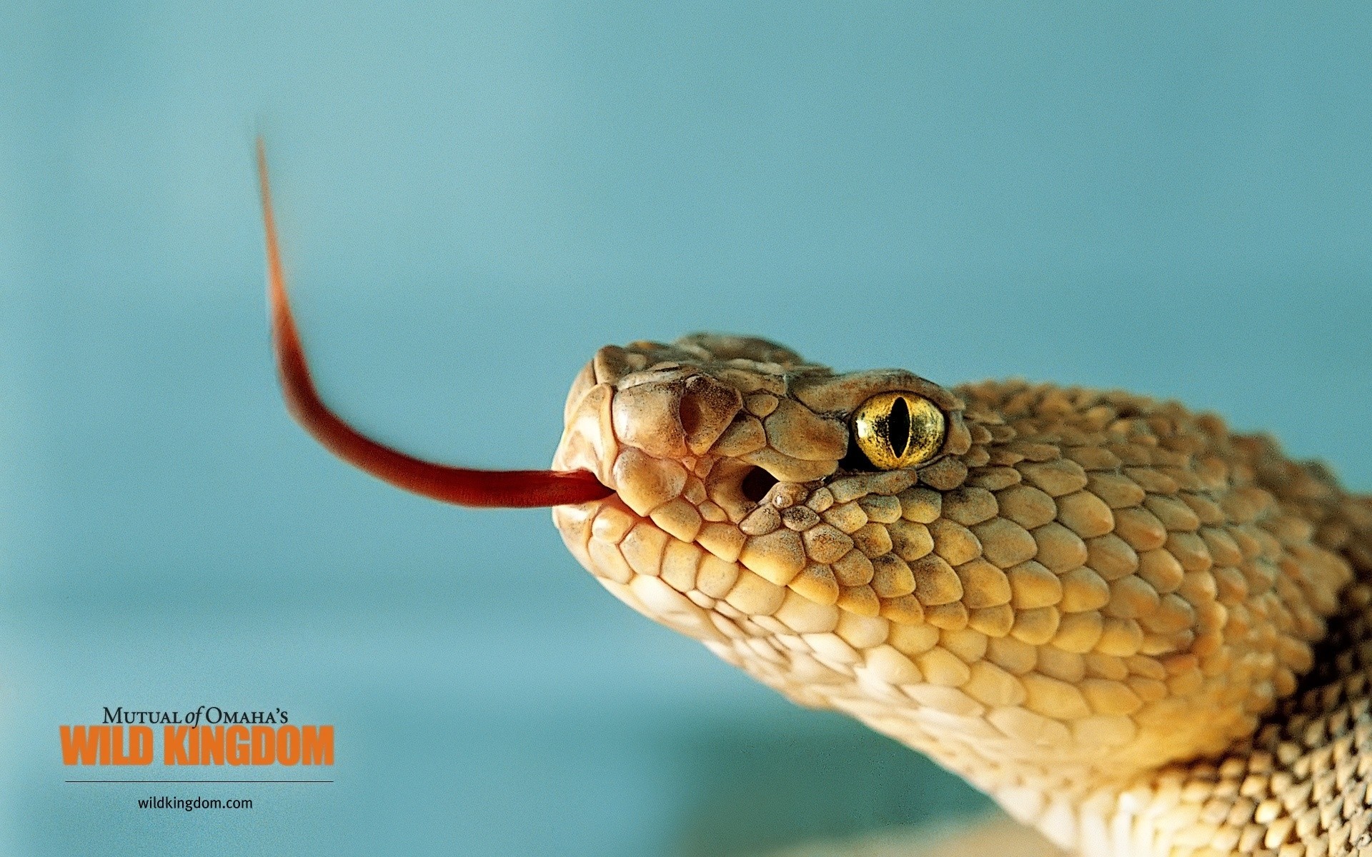reptiles y ranas serpiente gazoo vida silvestre naturaleza viper veneno zoología veneno peligro boa pitón exótico biología animal herpetología serpiente de cascabel deslizarse mortal escala
