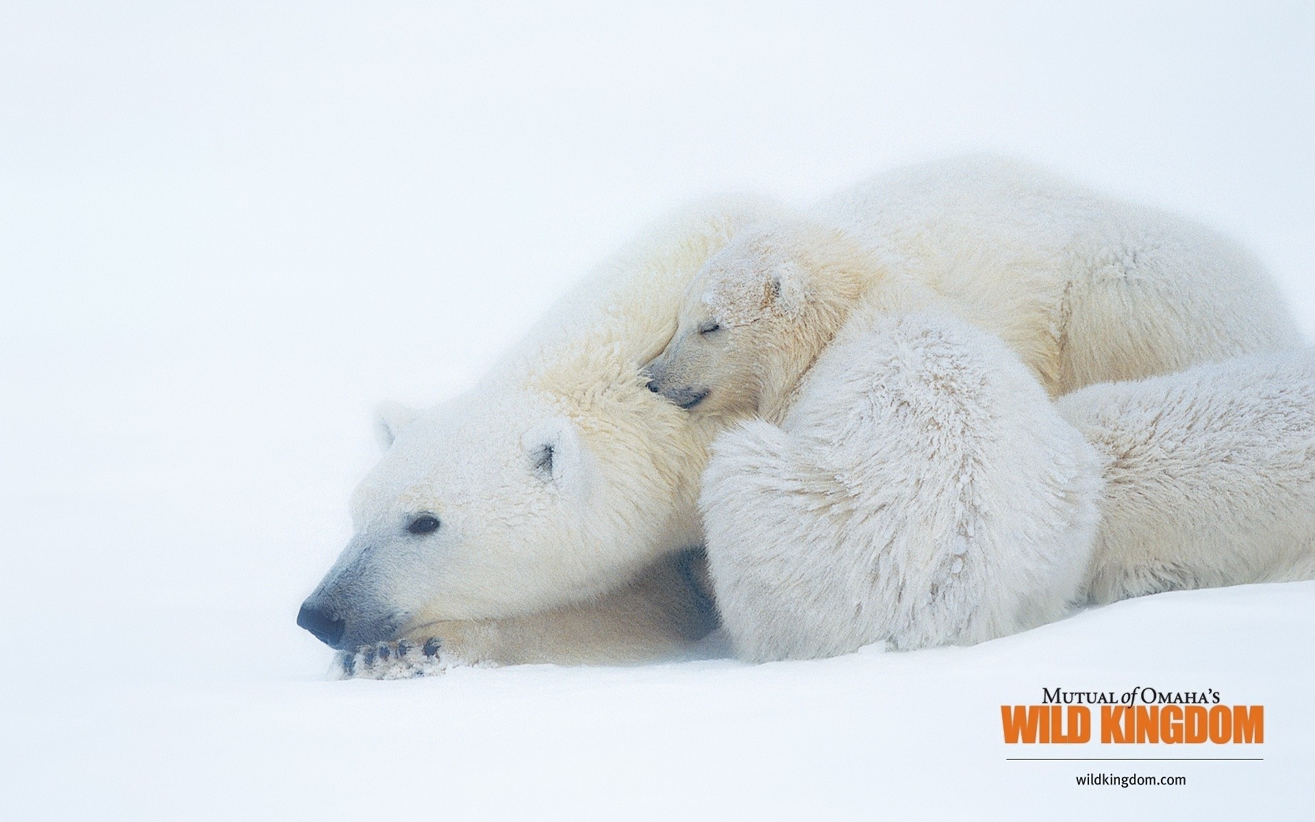 zwierzęta śnieg zima mroźny zimno natura futro mróz lód śliczne na zewnątrz niedźwiedzie niedźwiedzie polarne