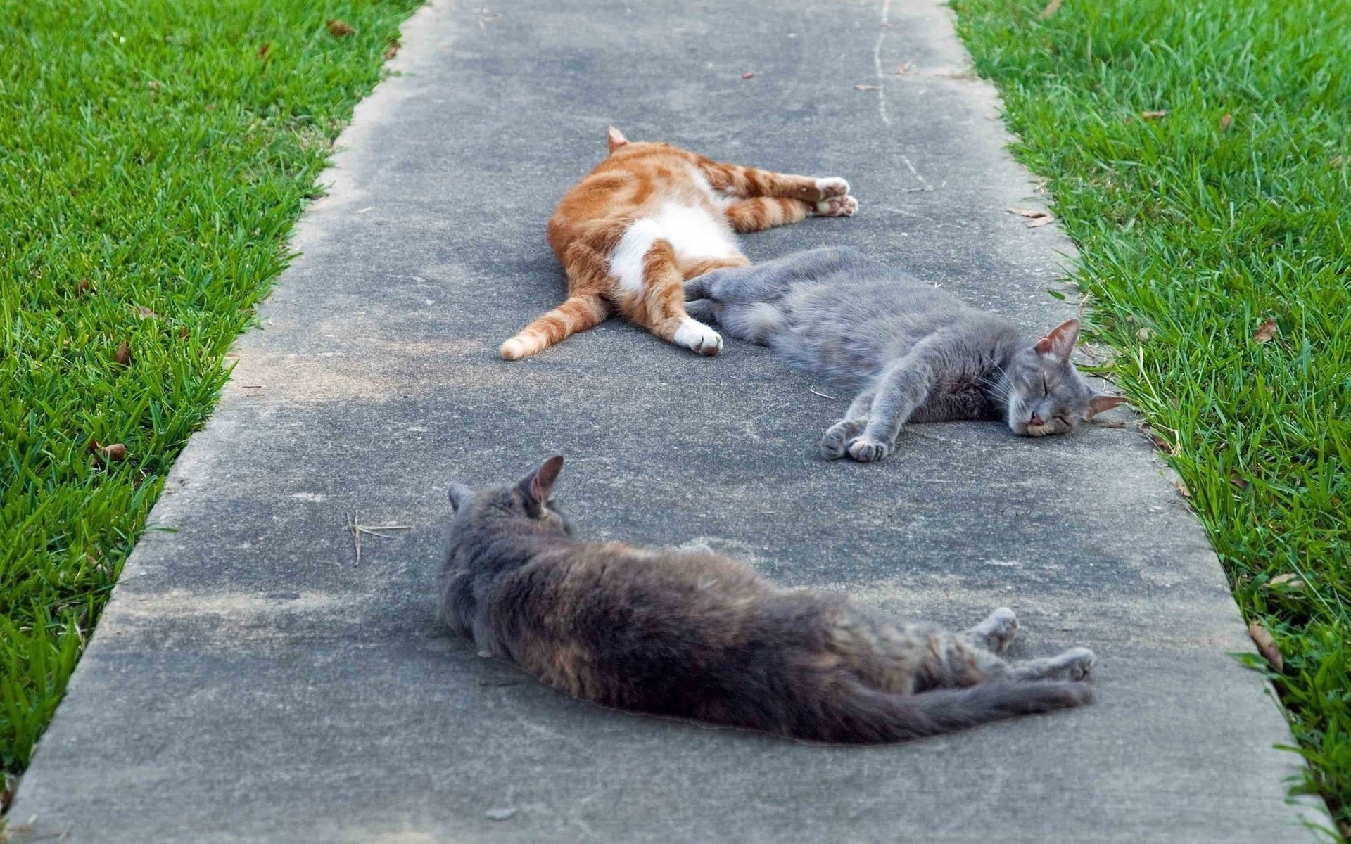 gatos grama estrada mamífero natureza ao ar livre fofa parque animal verão calçada asfalto jovem pele gramado