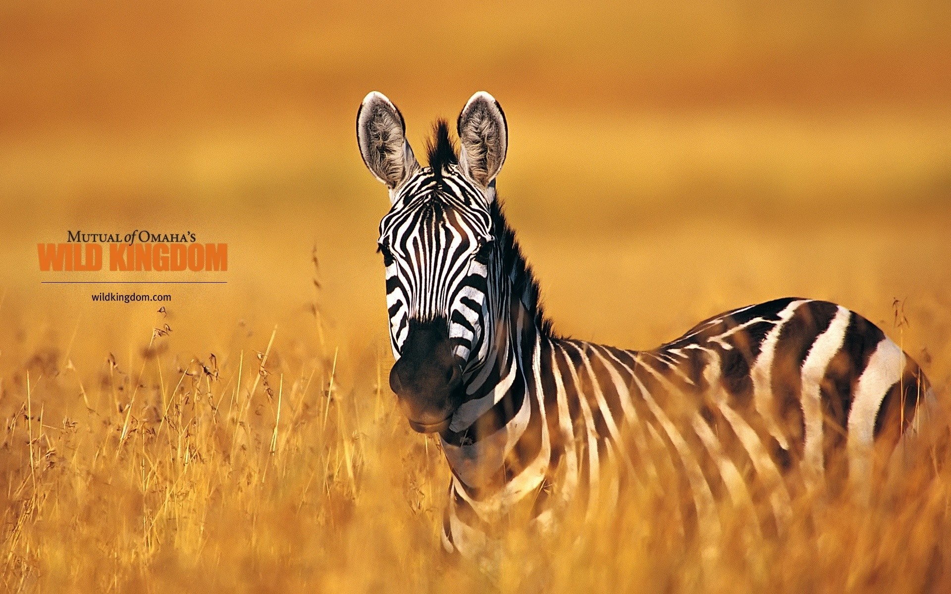 animals nature wildlife wild outdoors stripe zebra