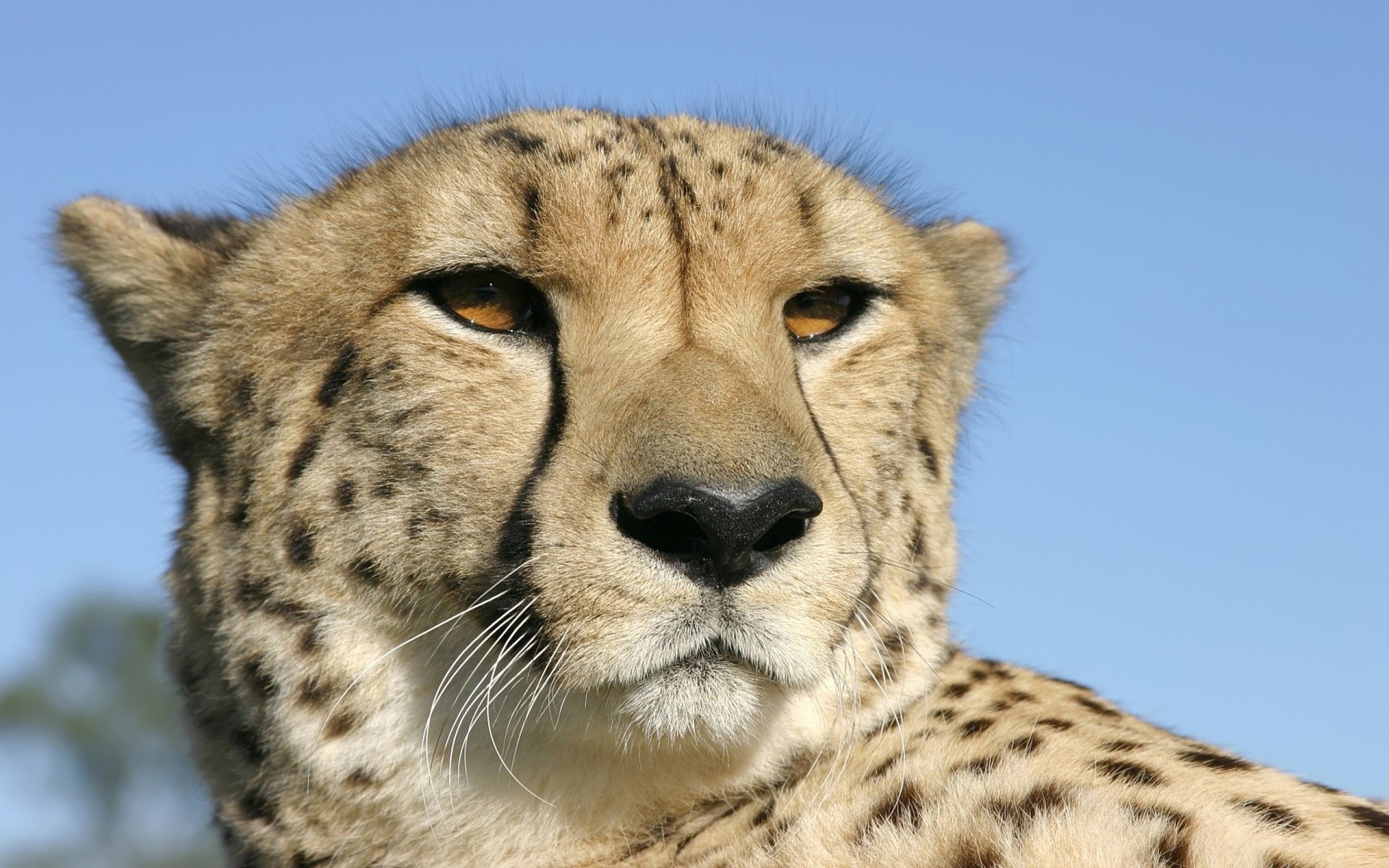animaux faune mammifère chat animal safari prédateur sauvage guépard nature fourrure mangeur de viande chasseur zoo portrait grand oeil
