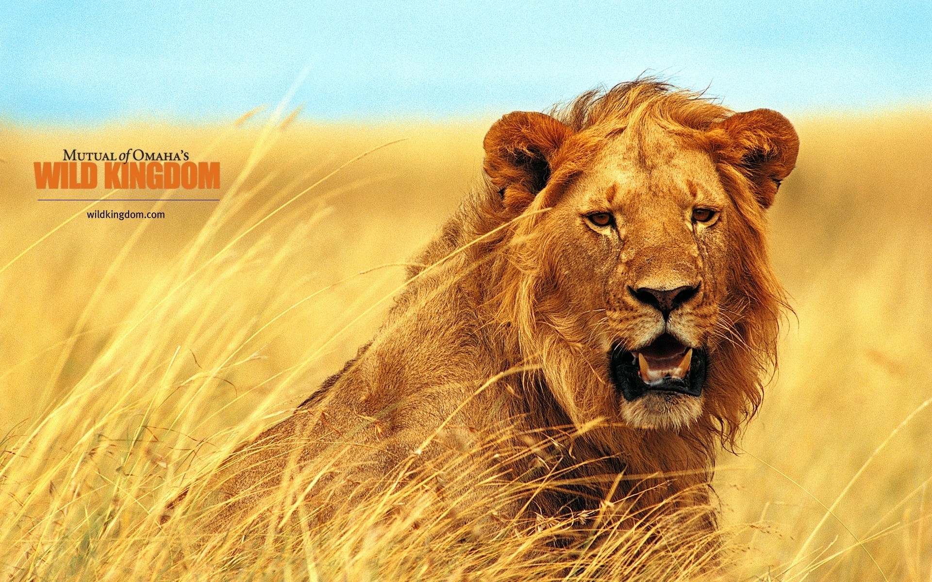 animals nature grass wildlife lion outdoors animal wild safari cat