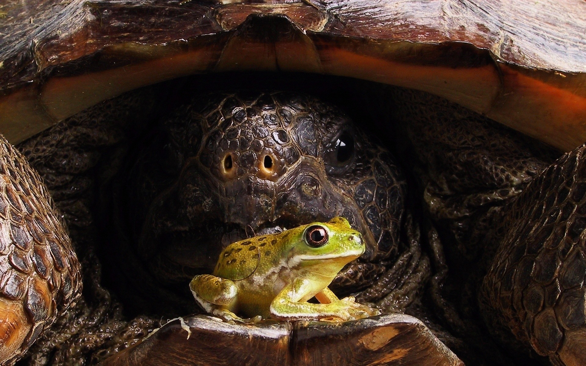 reptilien und frösche schildkröte schildkröte gazoo schale langsam wildtiere natur amphibien tier ein schild
