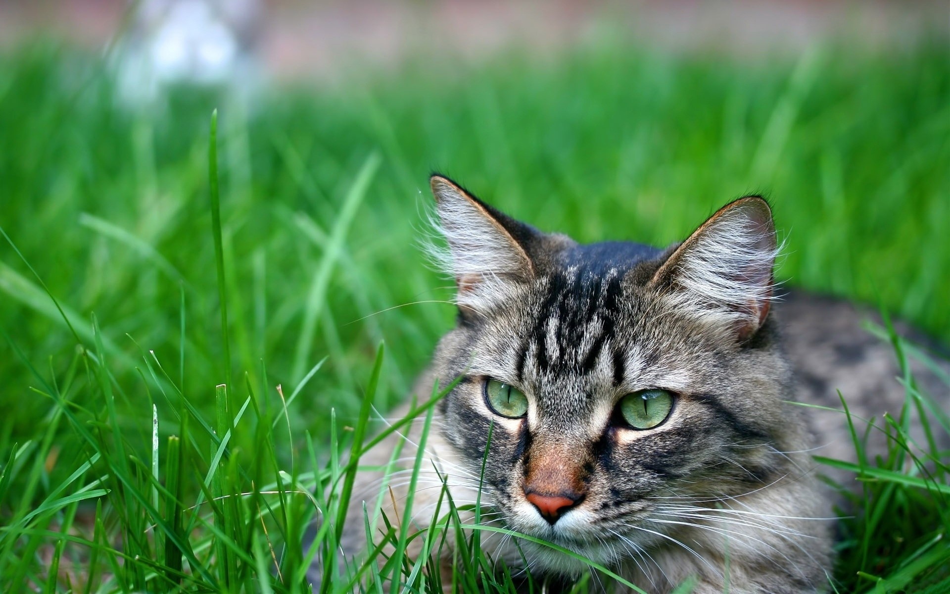gatti erba natura carino piccolo occhio pelliccia all aperto gatto campo animale
