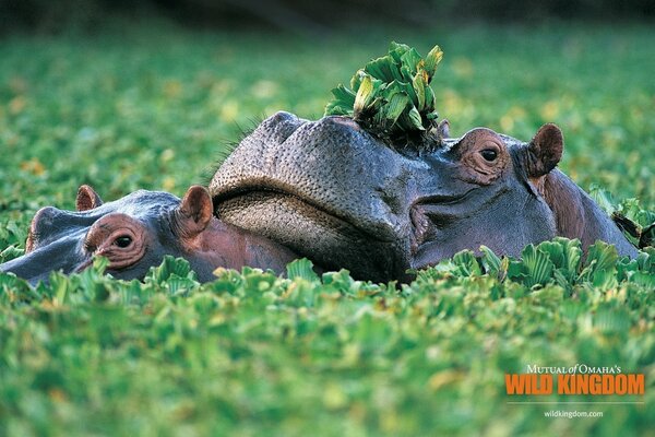 Hippopotames dans le marais vert l après-midi