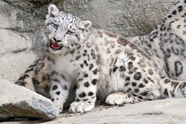 Snow Leopard baby pilnuje mamy