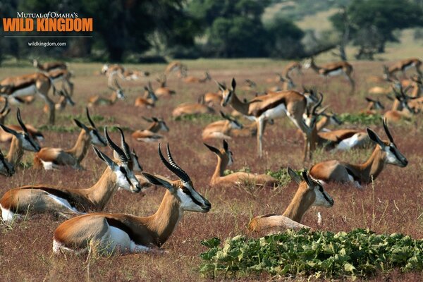 Fast roe deer run across the African expanses