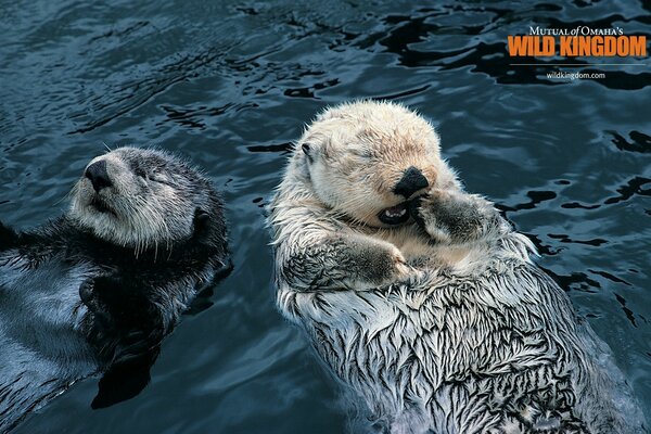Mammalian otters swim on their backs and get high